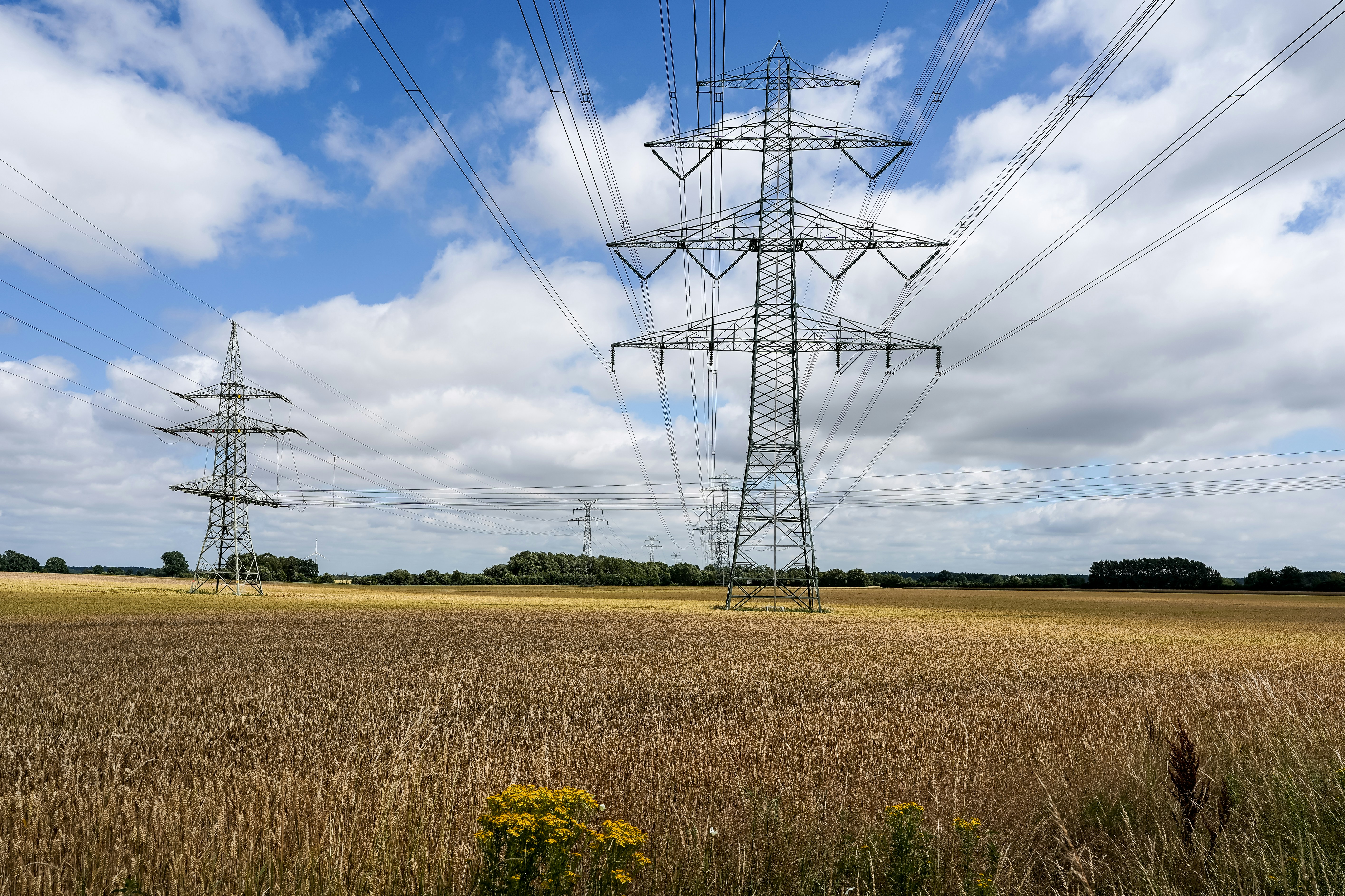 Power lines and transmission towers stand in a golden field.