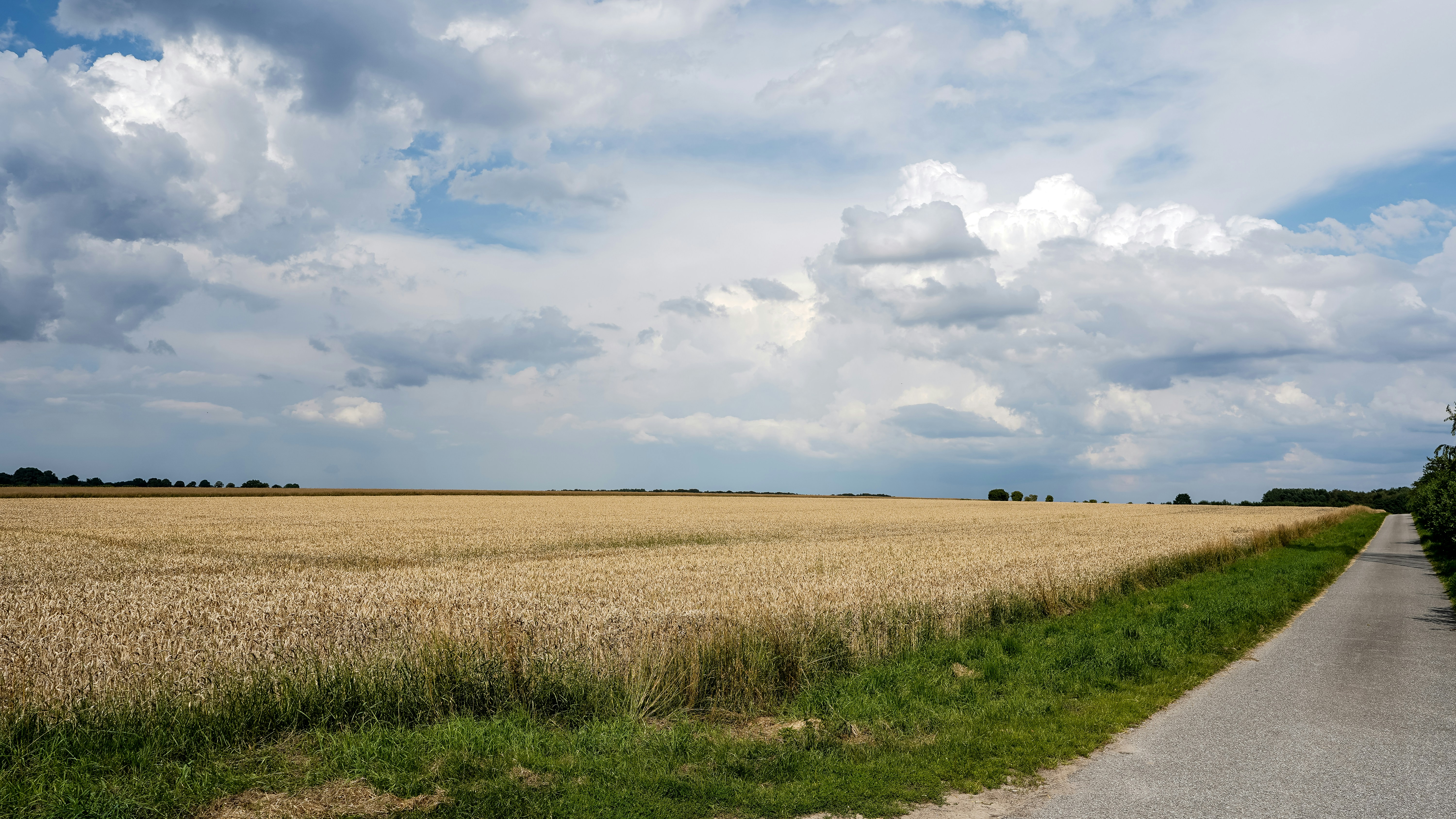 Rural landscape with a golden wheat field and cloudy sky.