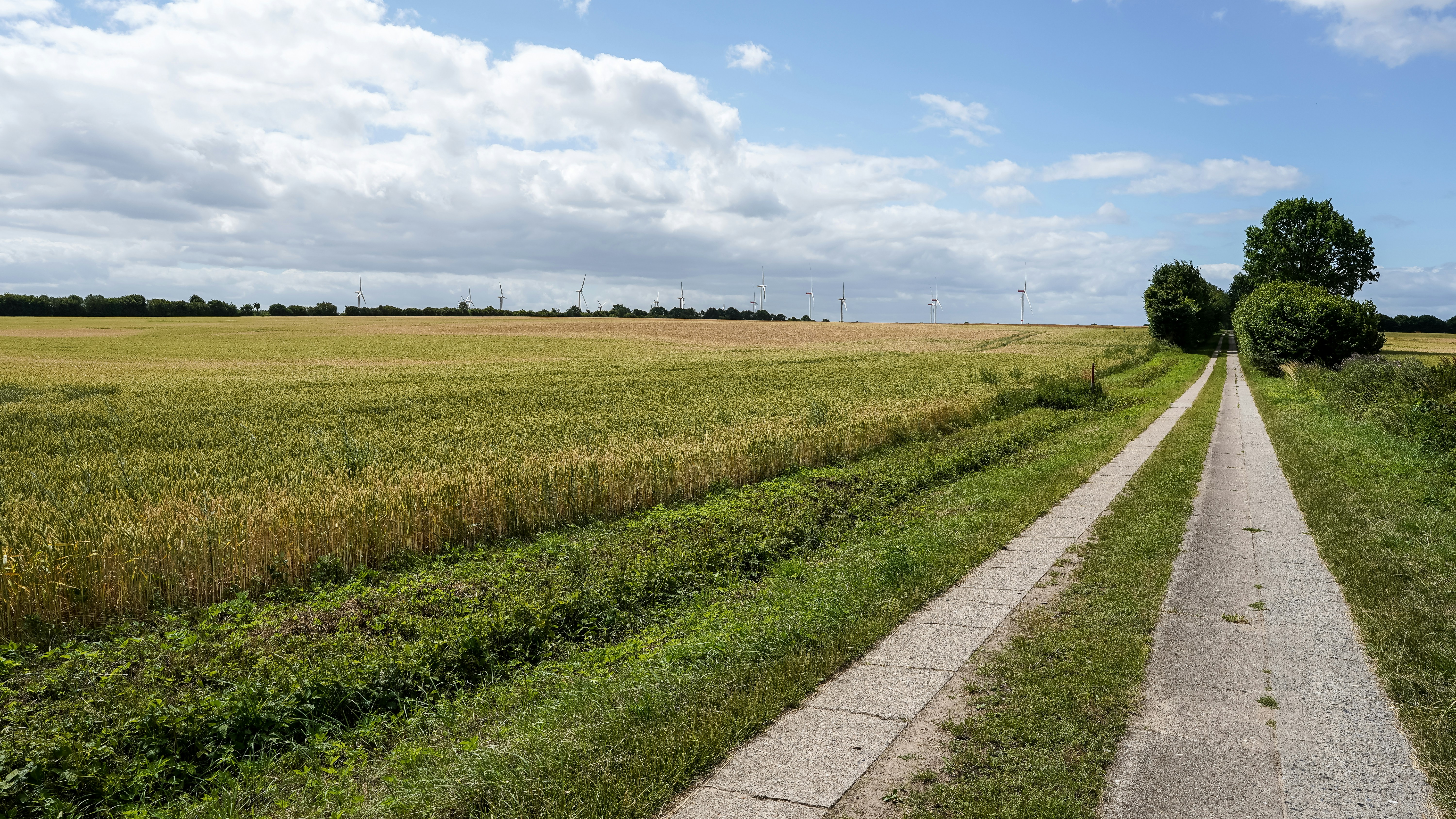 A long country path next to a golden crop field.