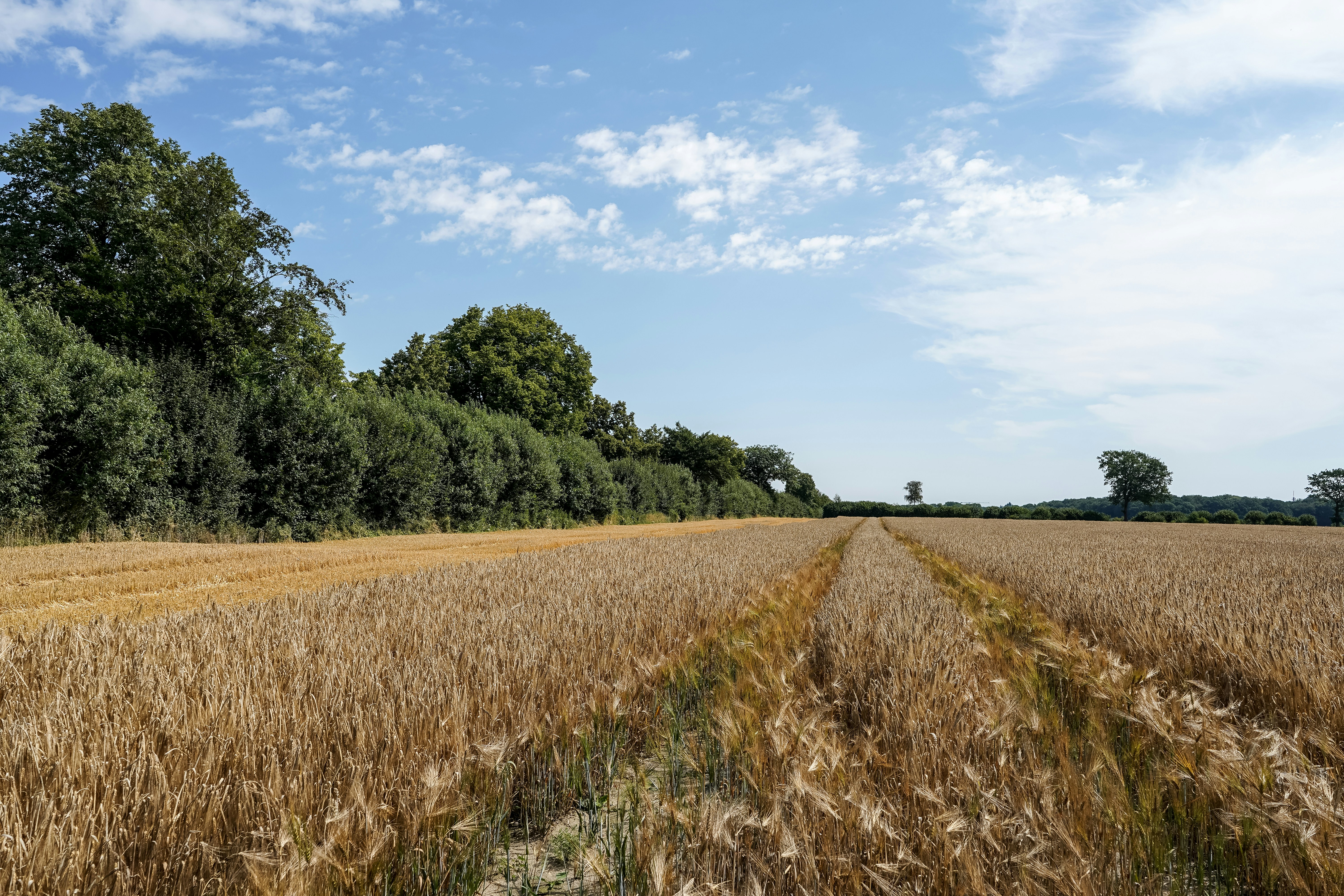 Ripe wheat field under a bright blue sky.
