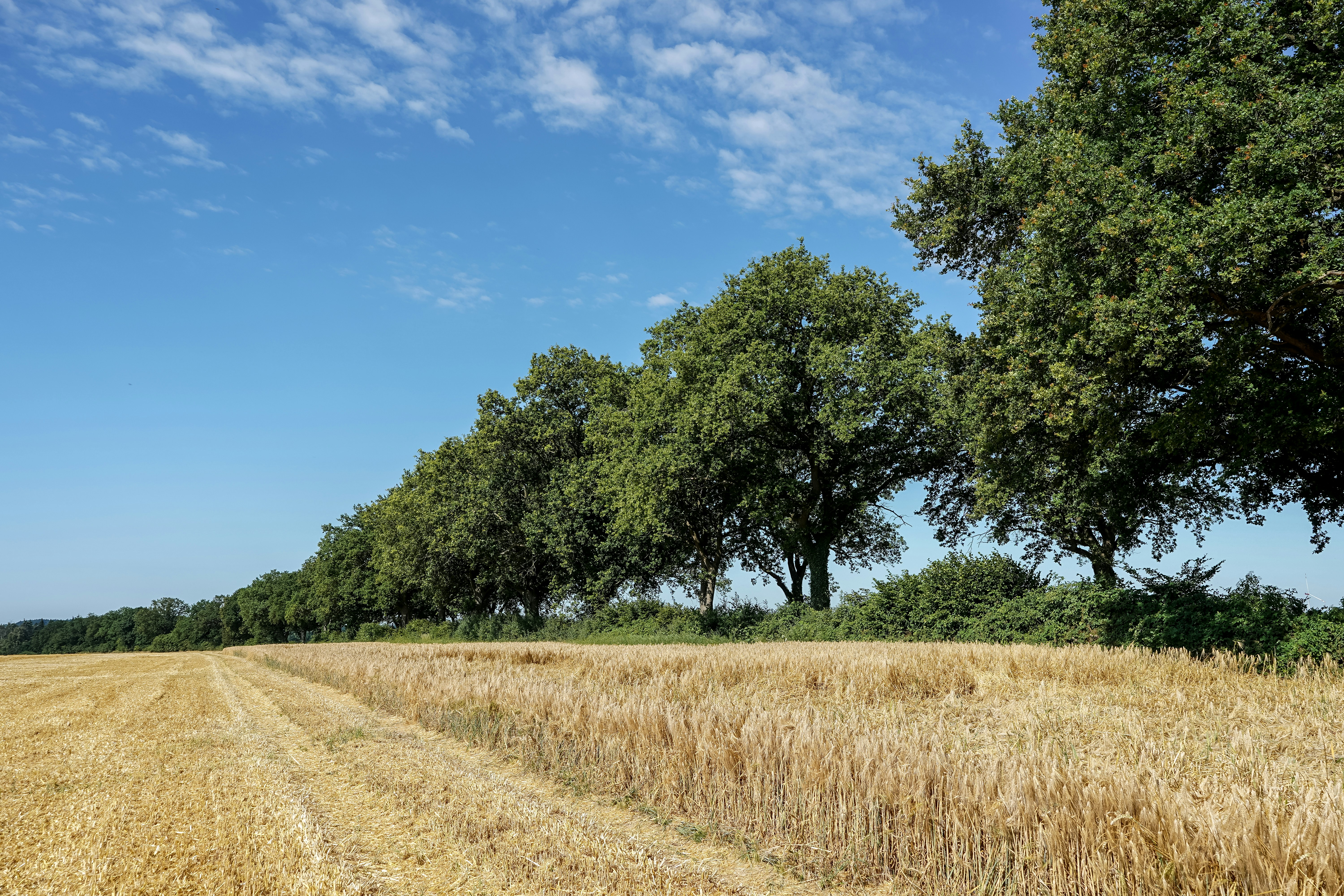 Golden harvested field with a line of green trees.