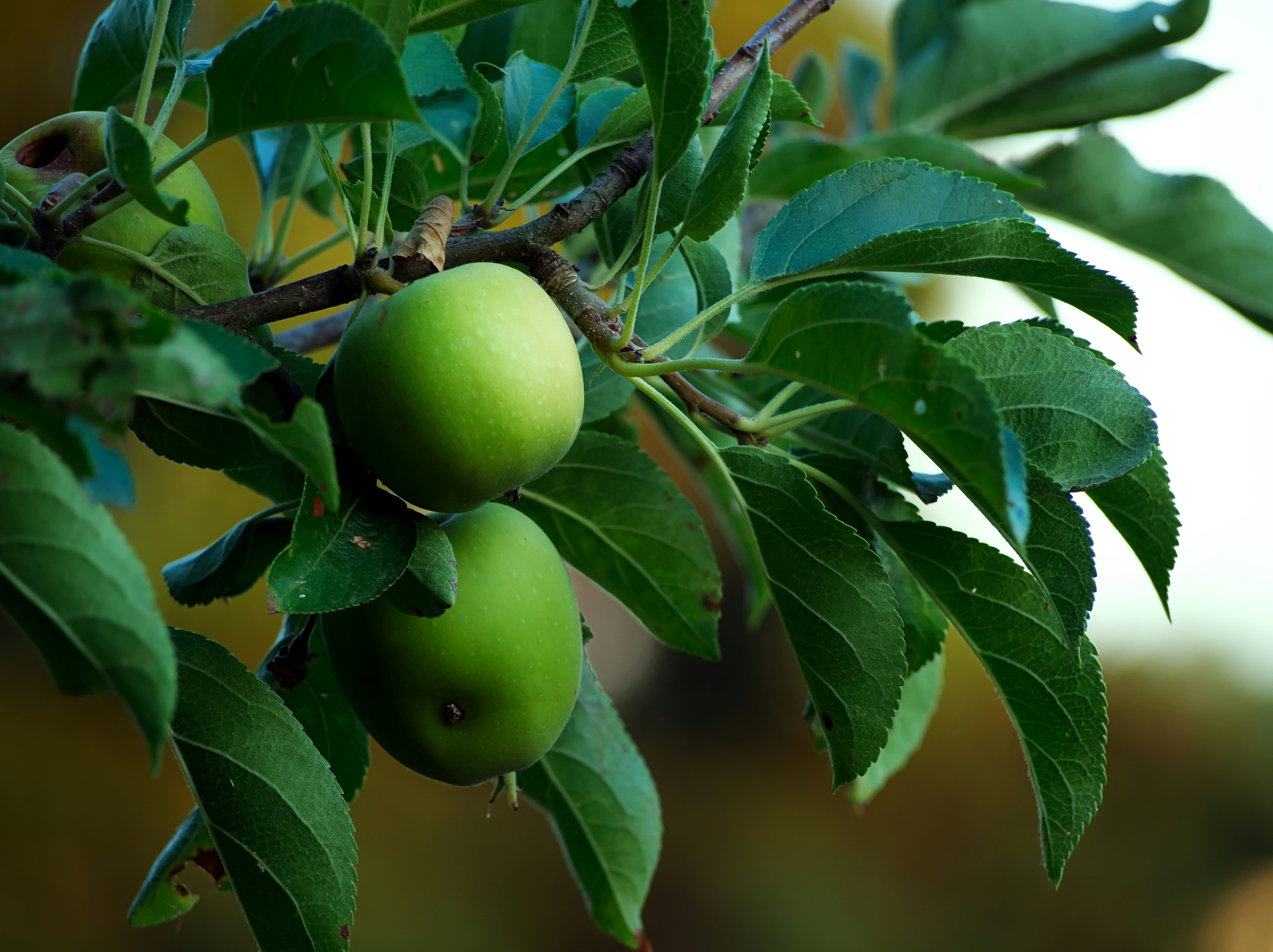Two green apples growing on a leafy tree branch