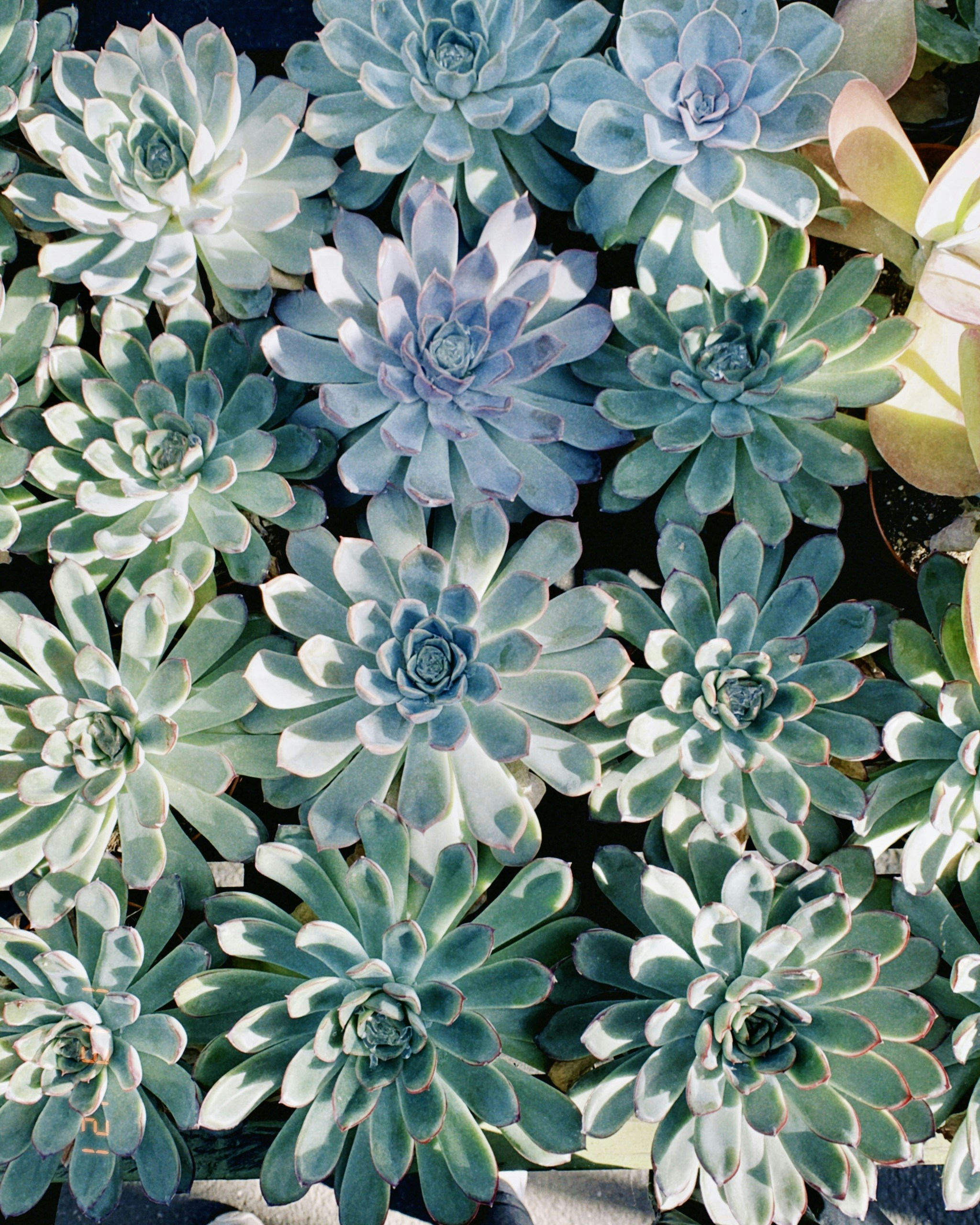 Various blue-green and purple succulents clustered together
