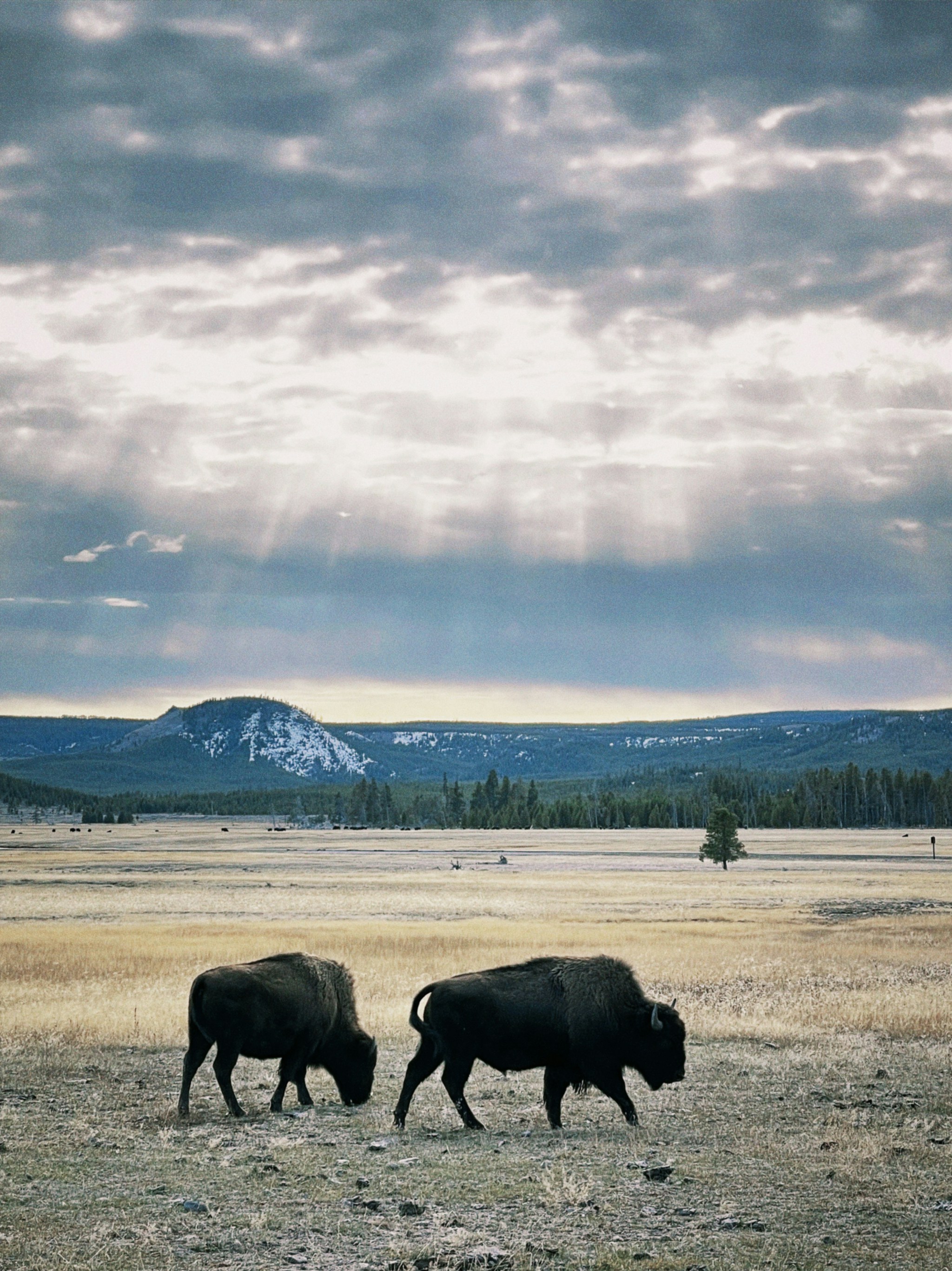 Two bison walk across a field under a cloudy sky
