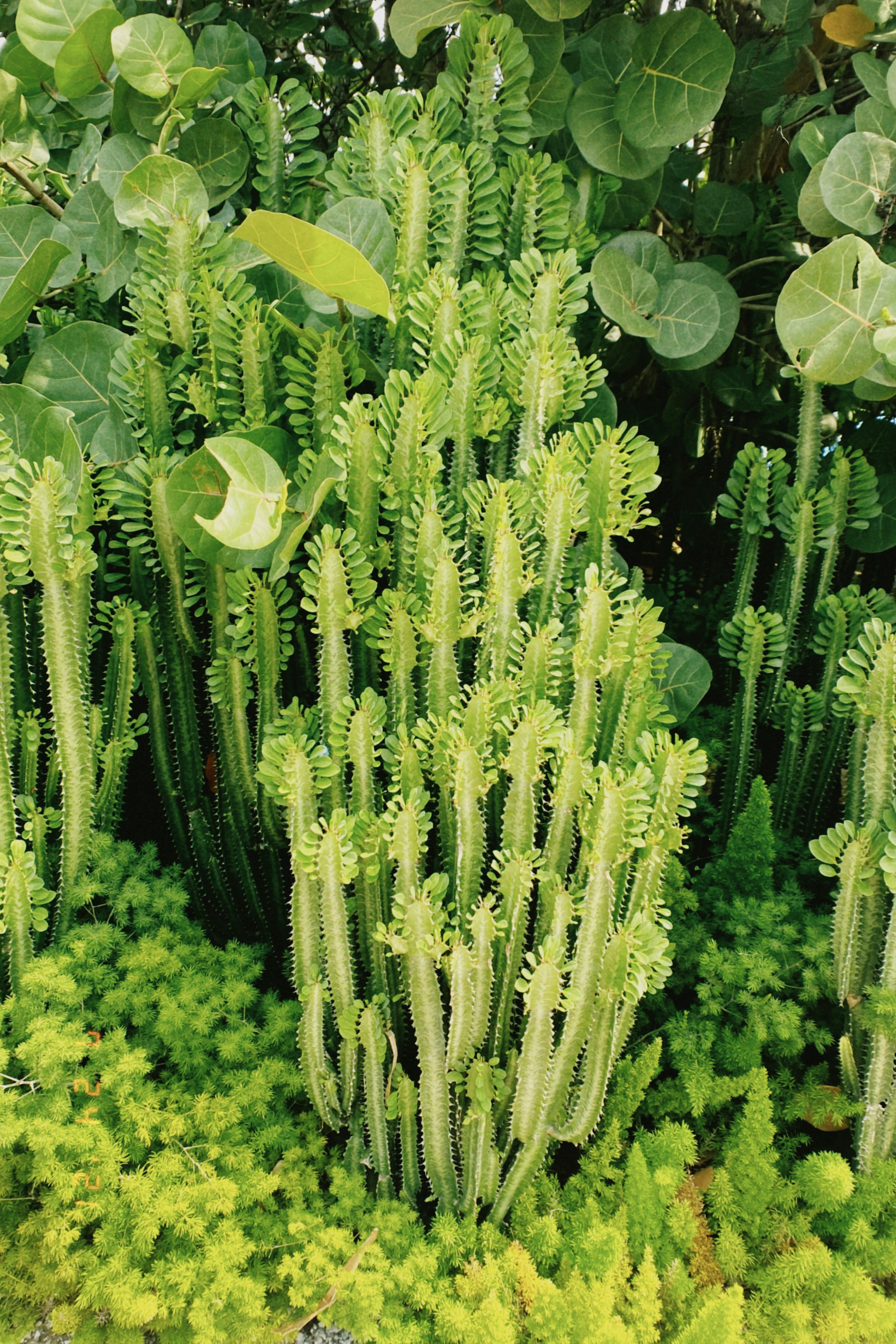 Euphorbia trigona stem and leaf macro detail