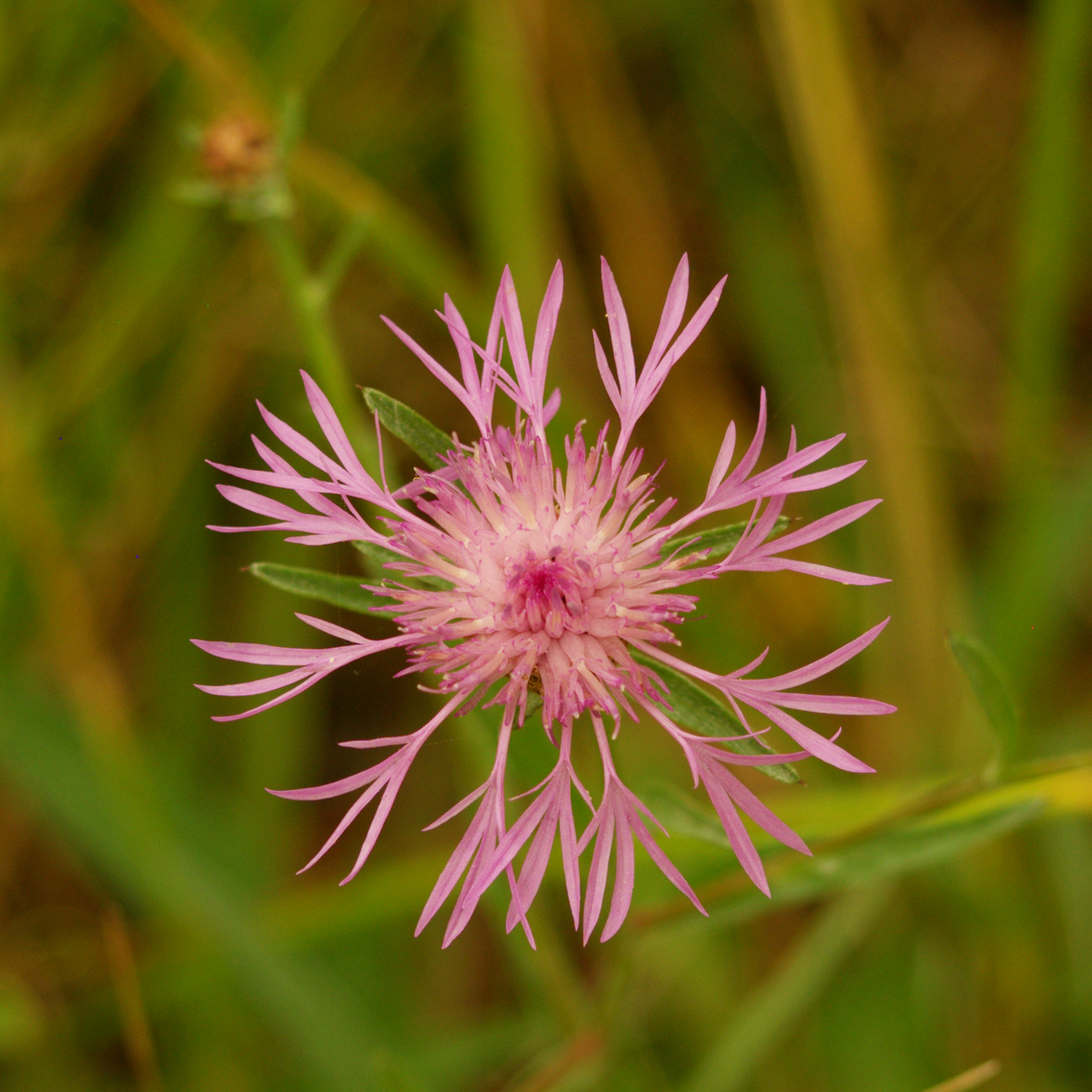 A pink spiky flower in a field of green