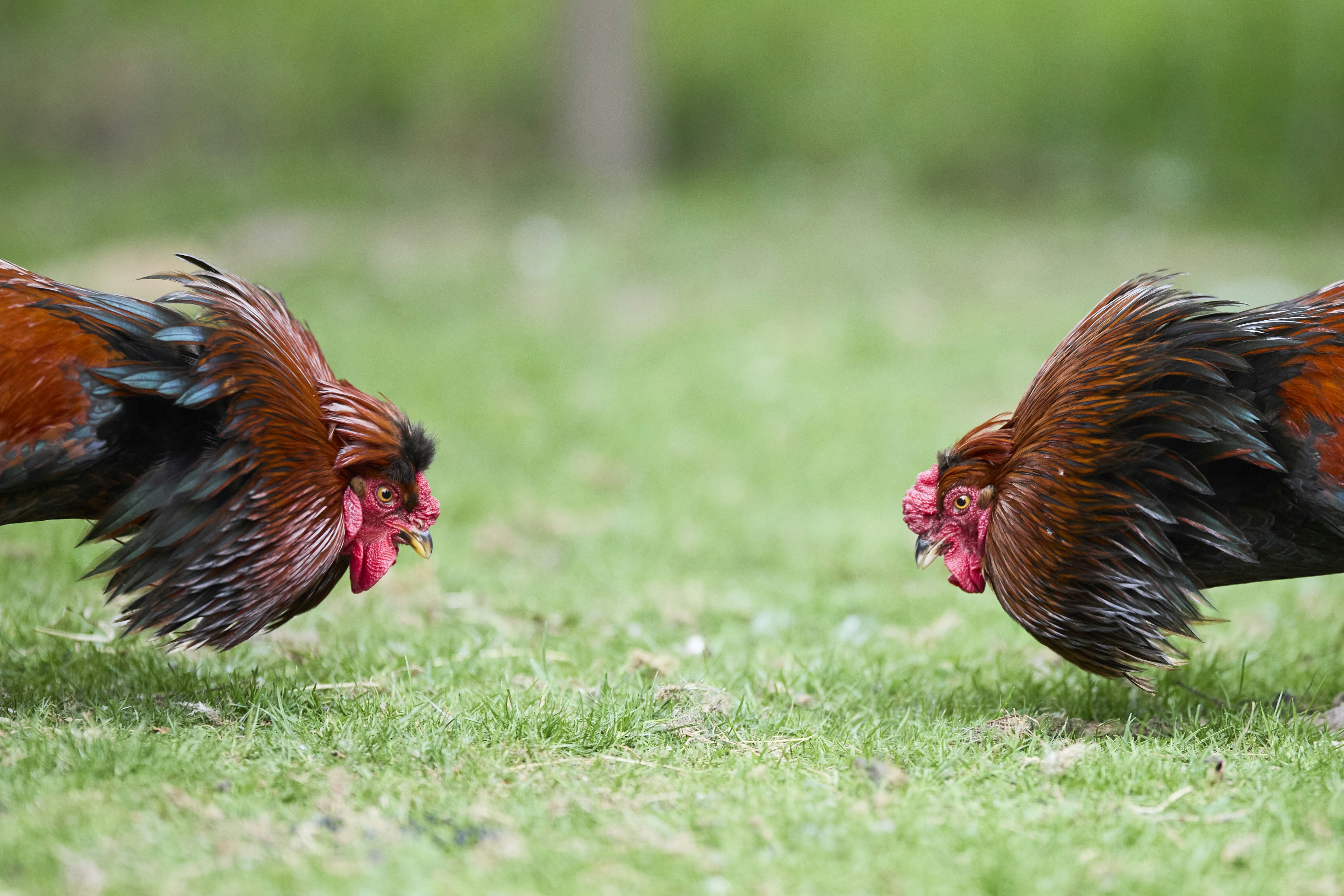 Two roosters facing each other on green grass.