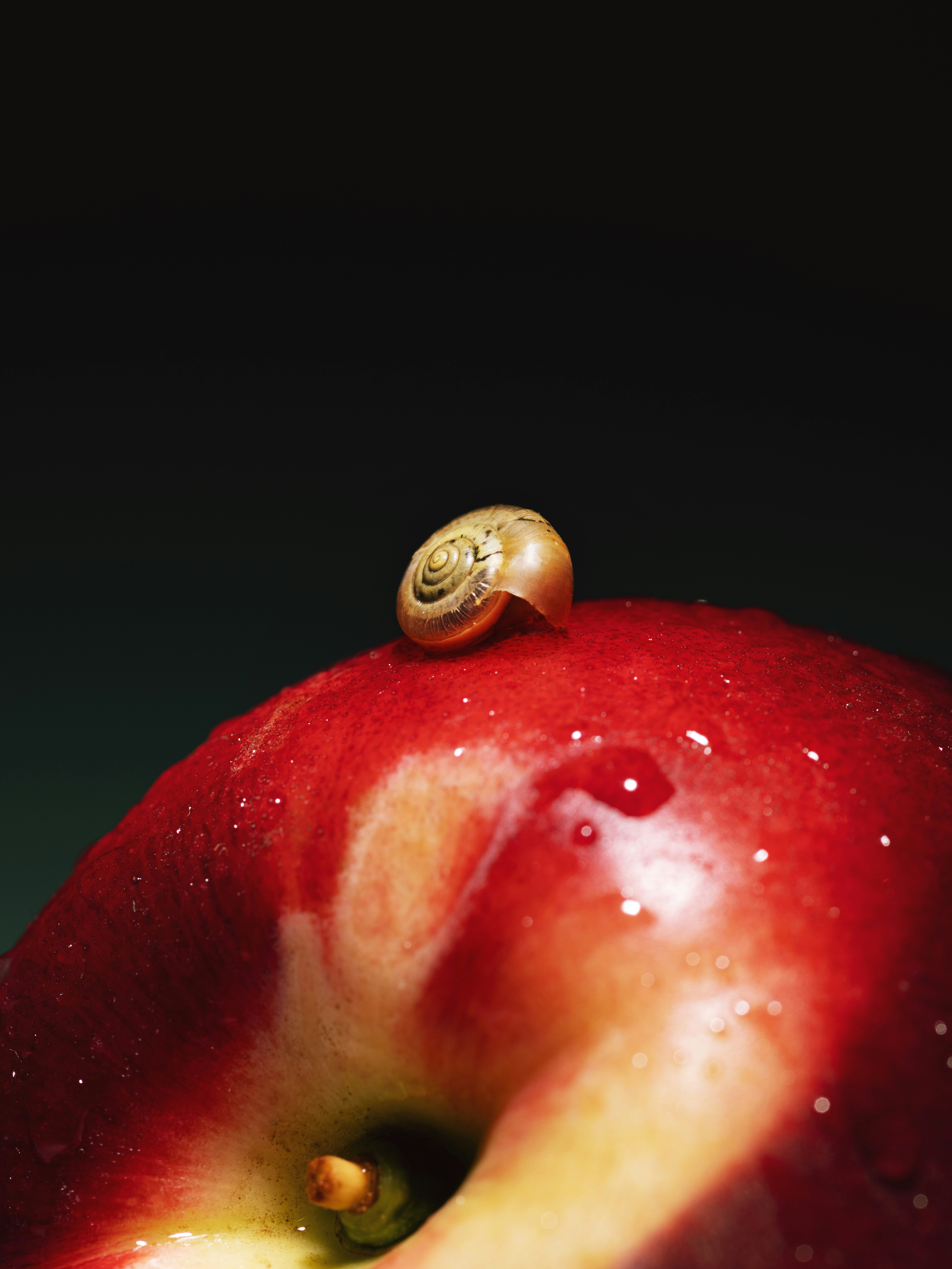 A tiny snail shell rests on a wet red apple.