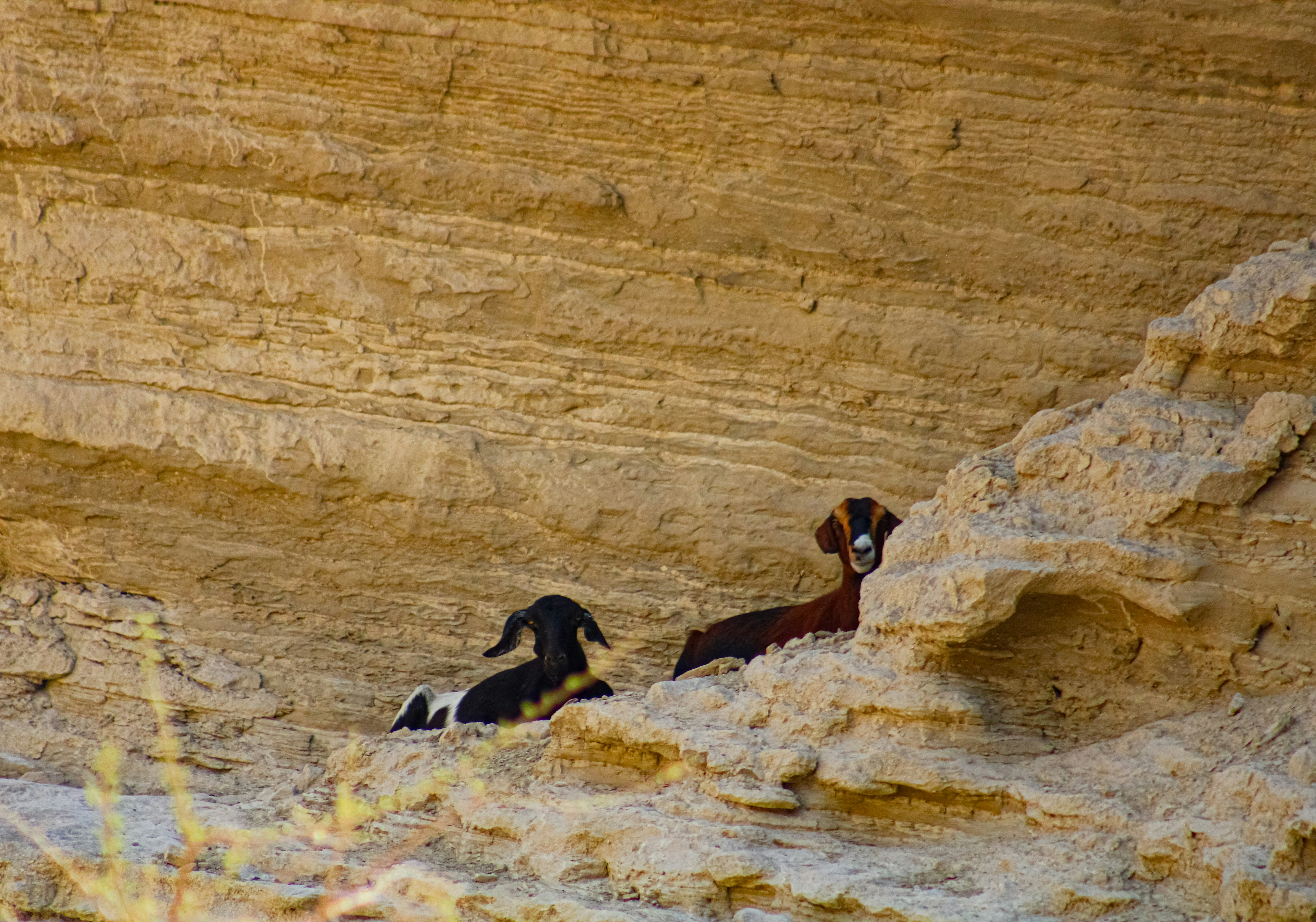 Two goats resting under a sandy cliff