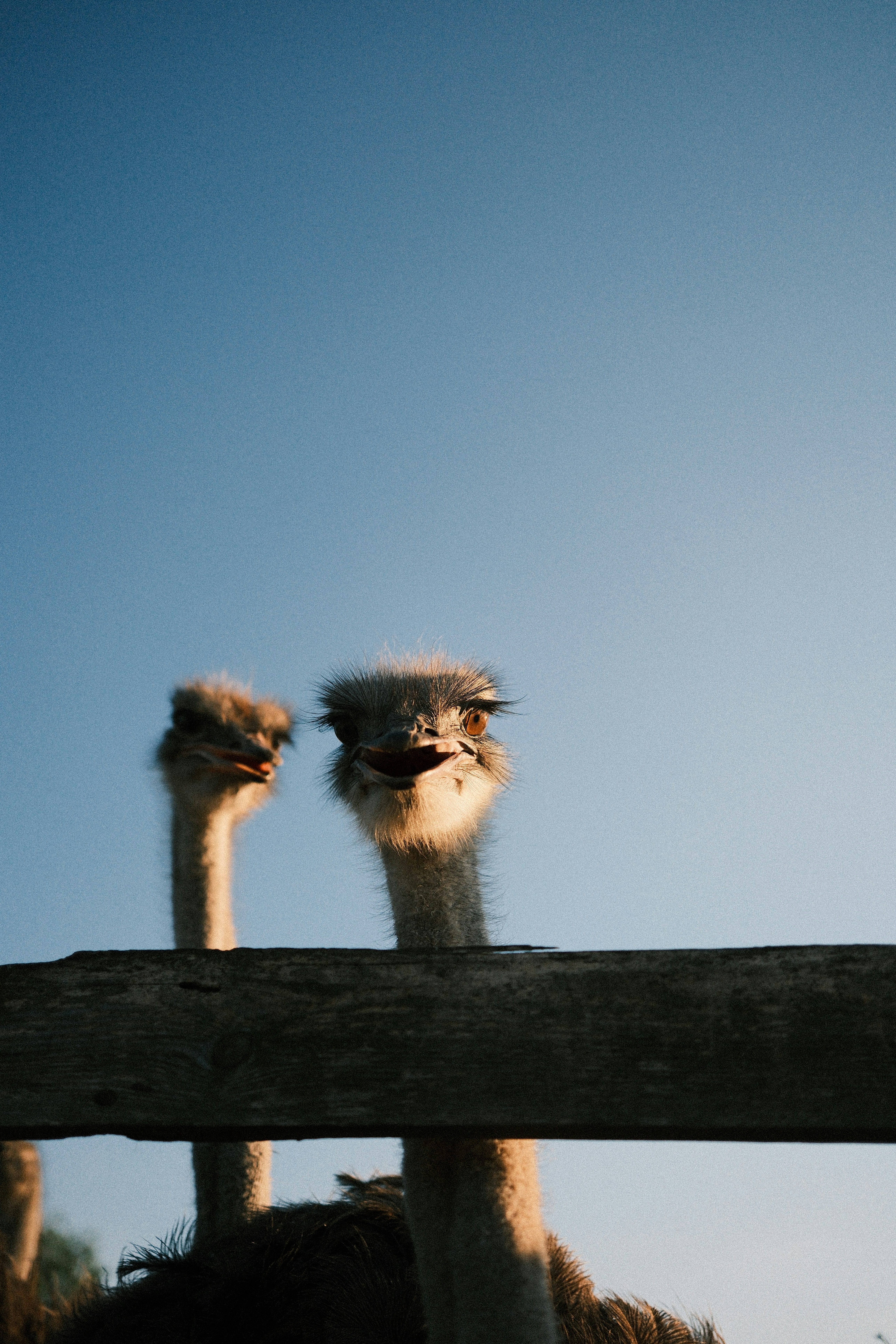 Two ostriches peeking over wooden fence at sunset
