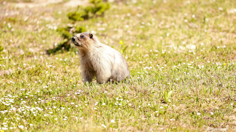 Mongolia Issues Urgent Health Alert Following Confirmed Bubonic Plague Case in Khovd