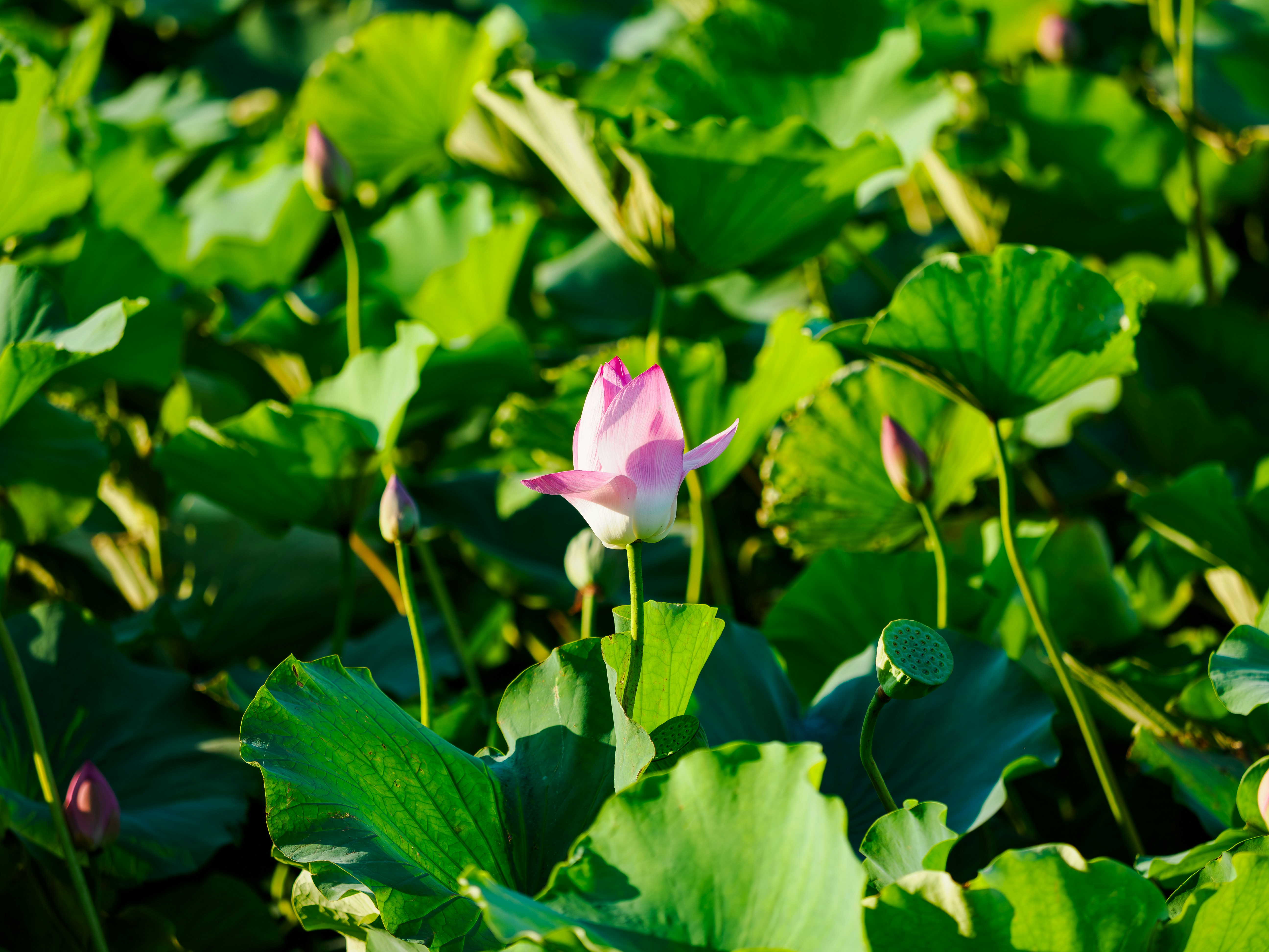 Pink lotus bud among lush green leaves