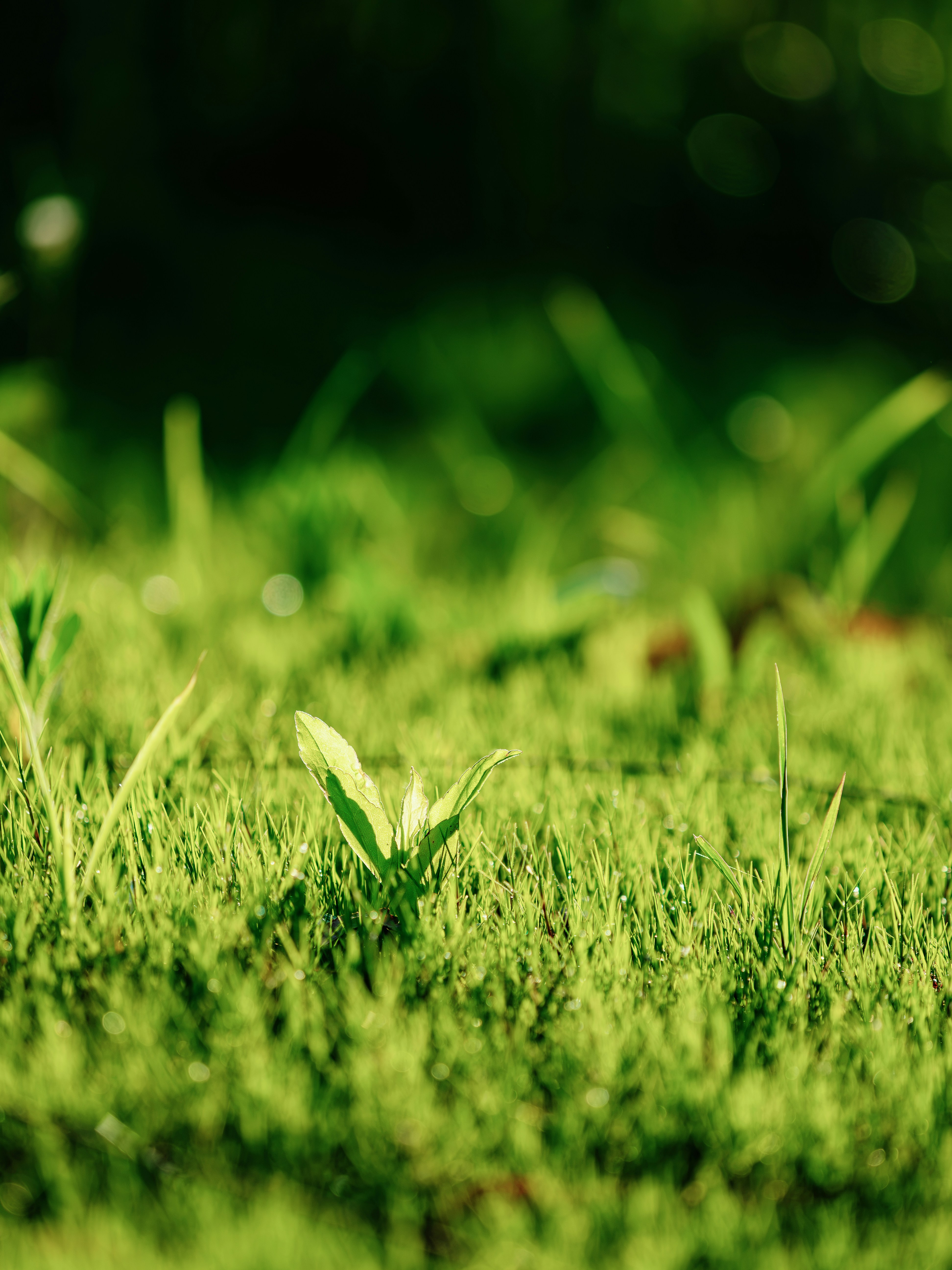 Sunlit green grass with a small plant