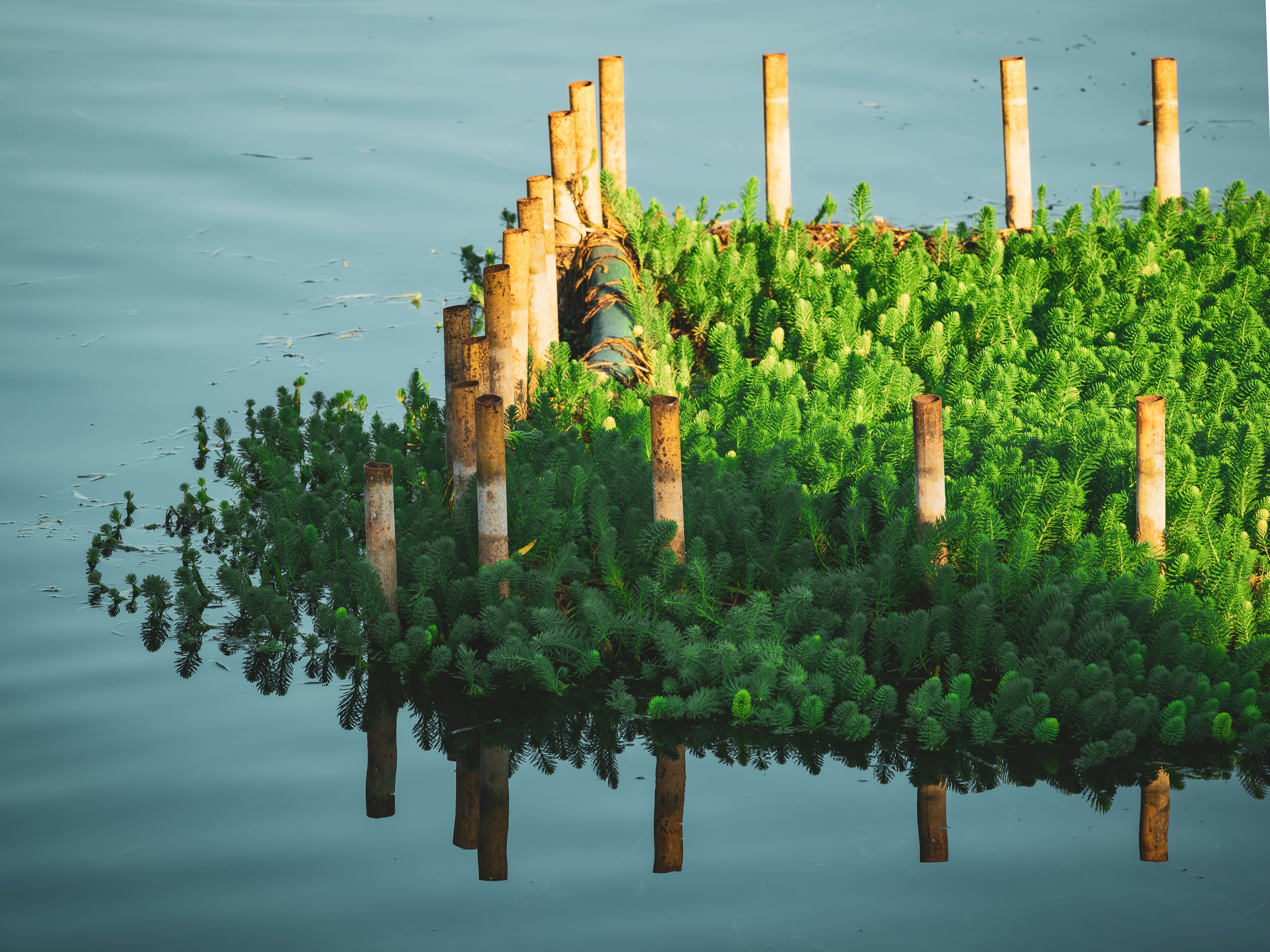 Floating green plants with wooden posts in water