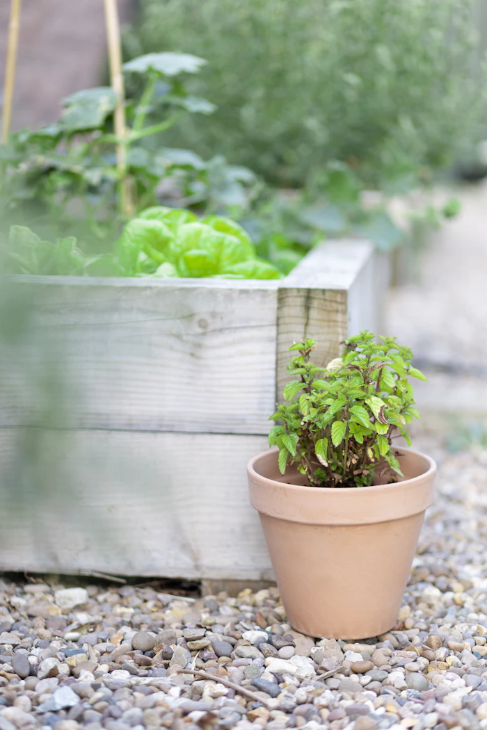 A terra cotta pot beside a small raised garden bed on a patio