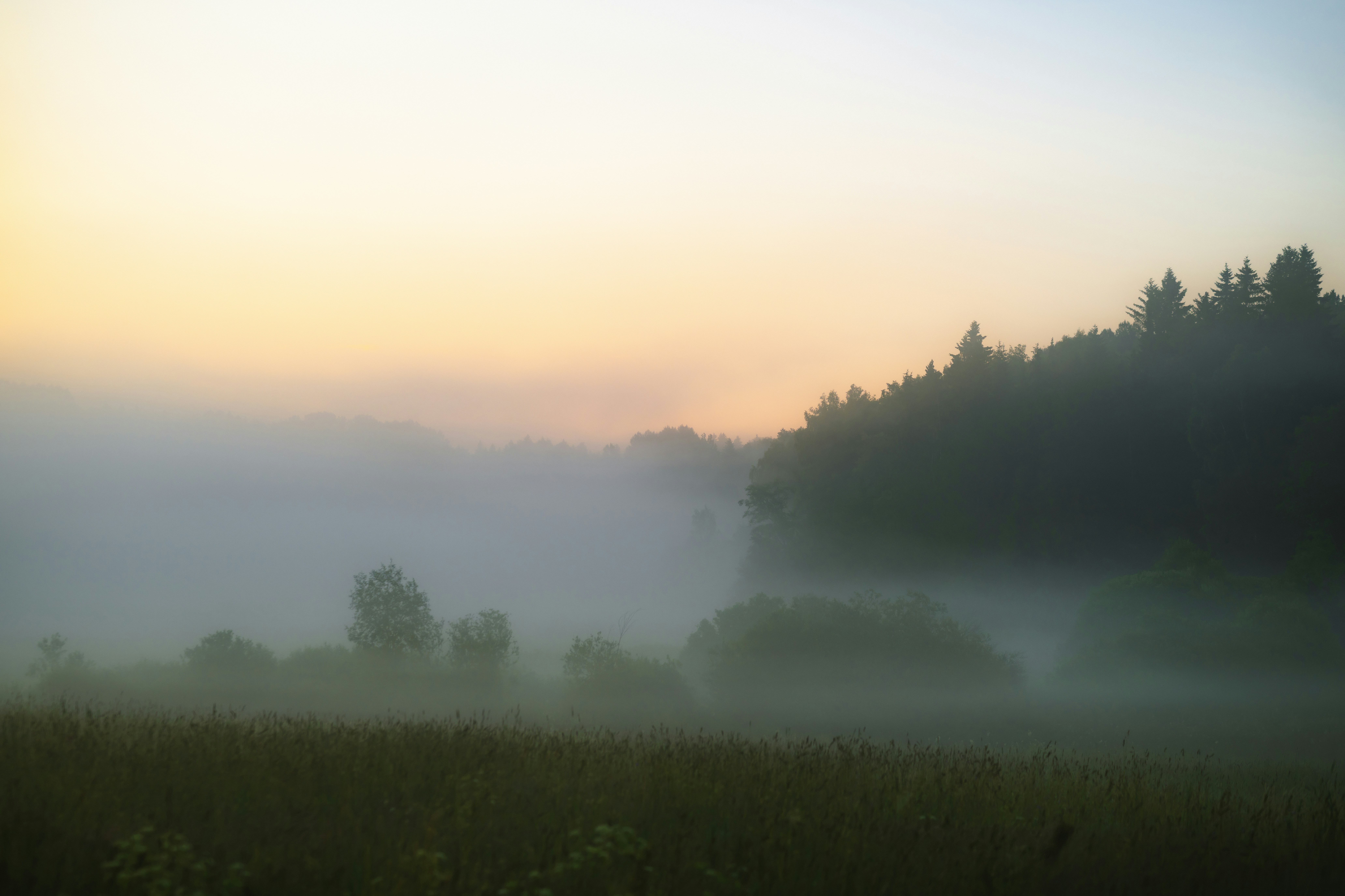 Misty morning landscape with trees