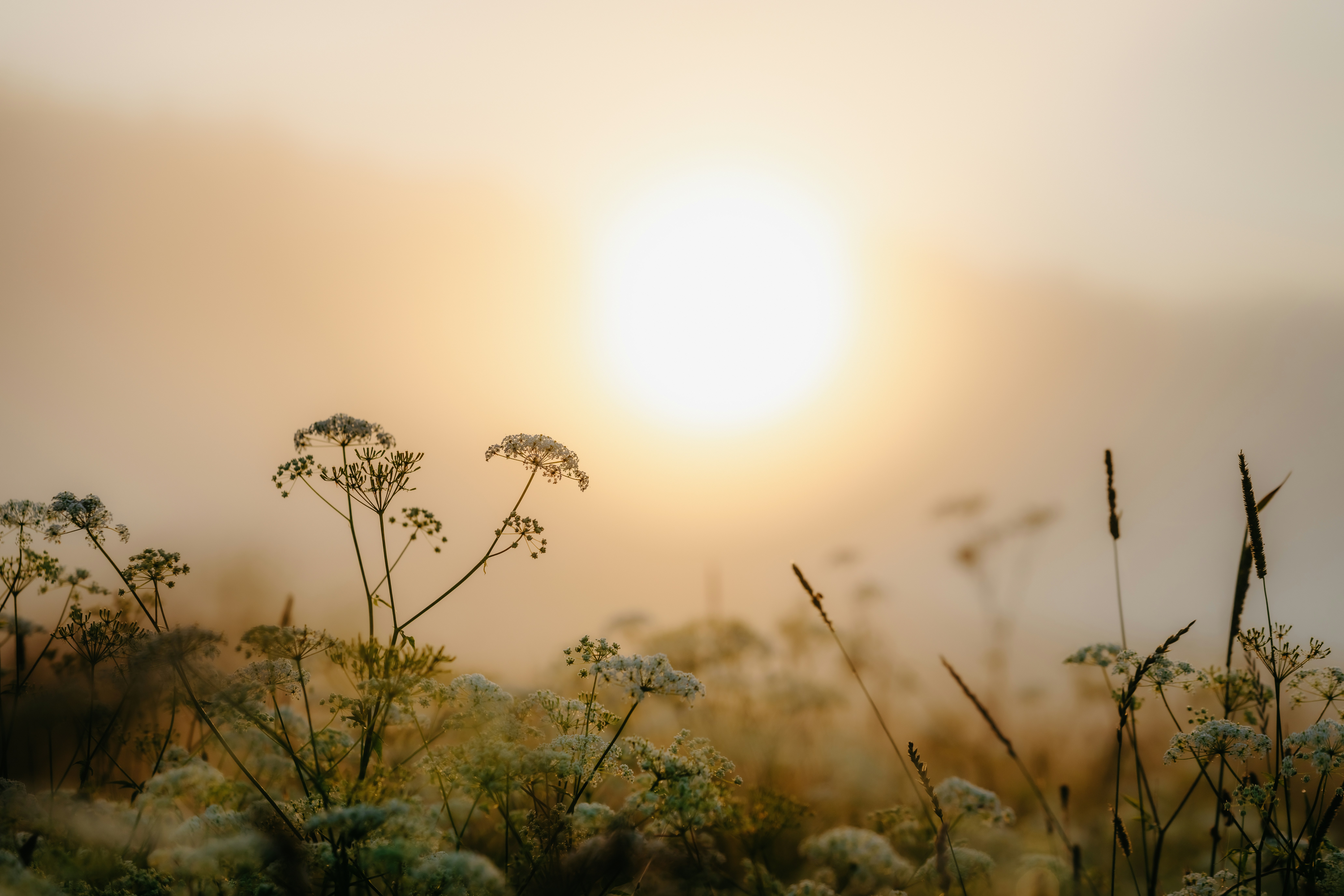 Golden sun rises through mist over wildflowers in a field