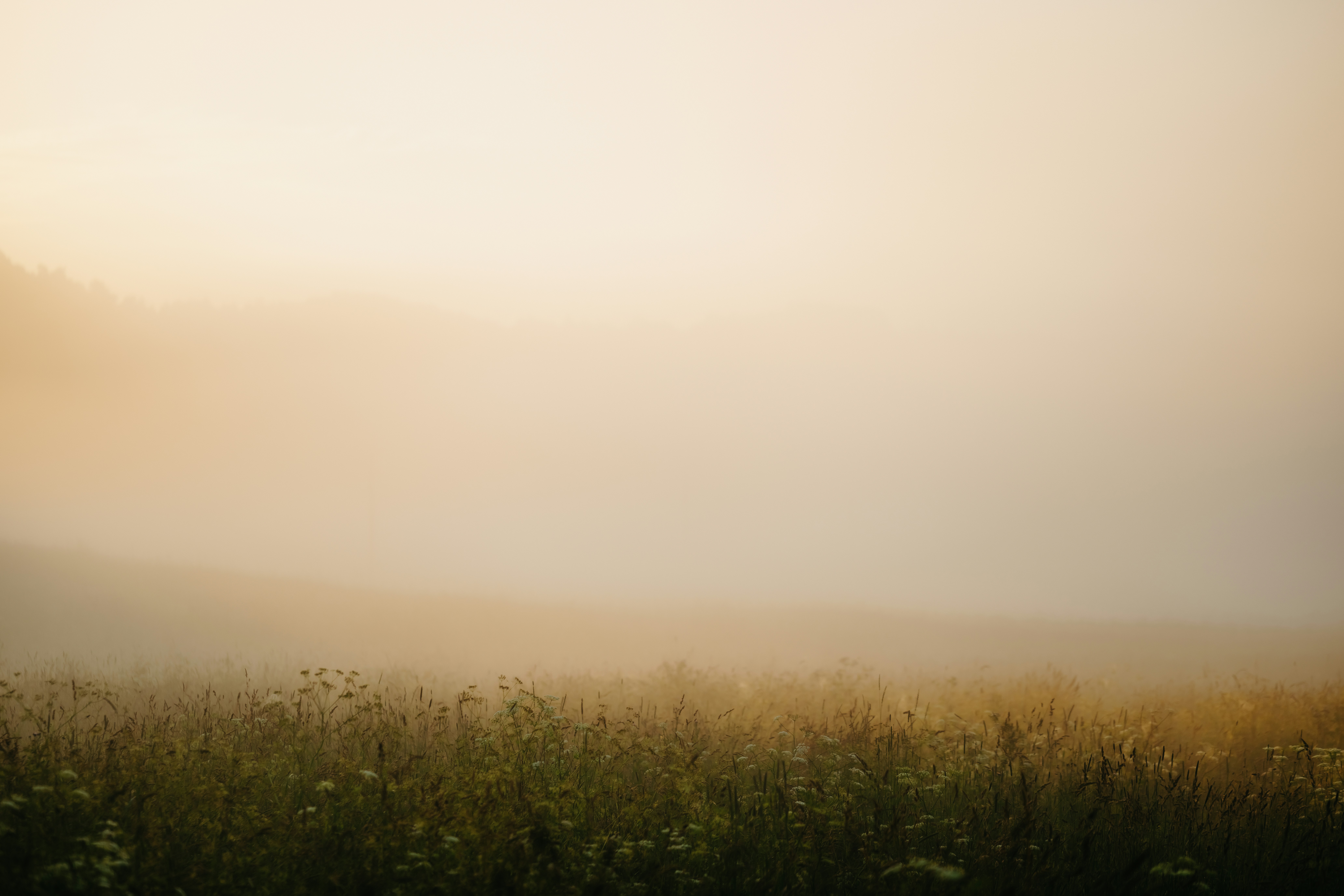 Misty morning over a field of wildflowers.