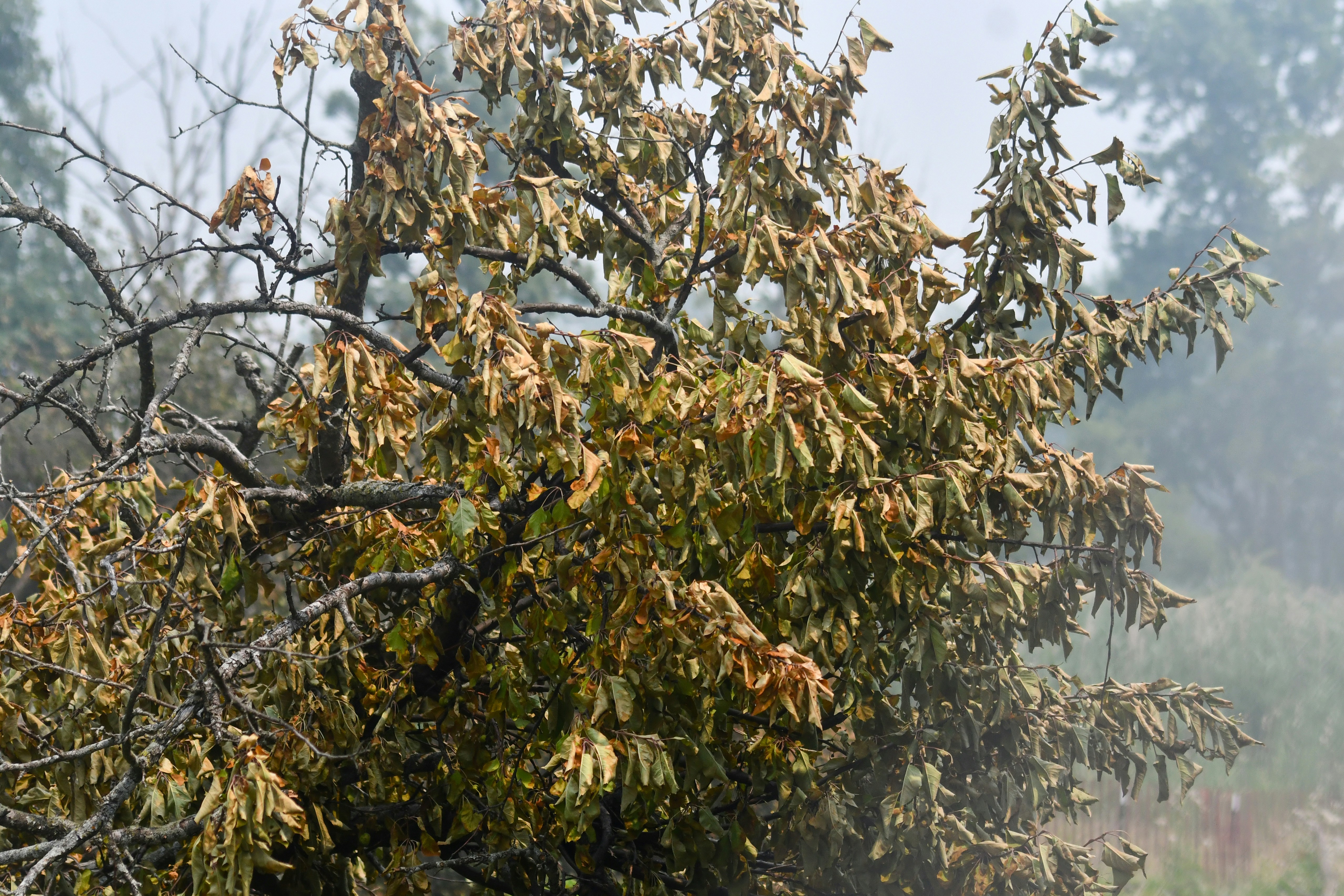 A tree with dry, brown leaves against a hazy background.