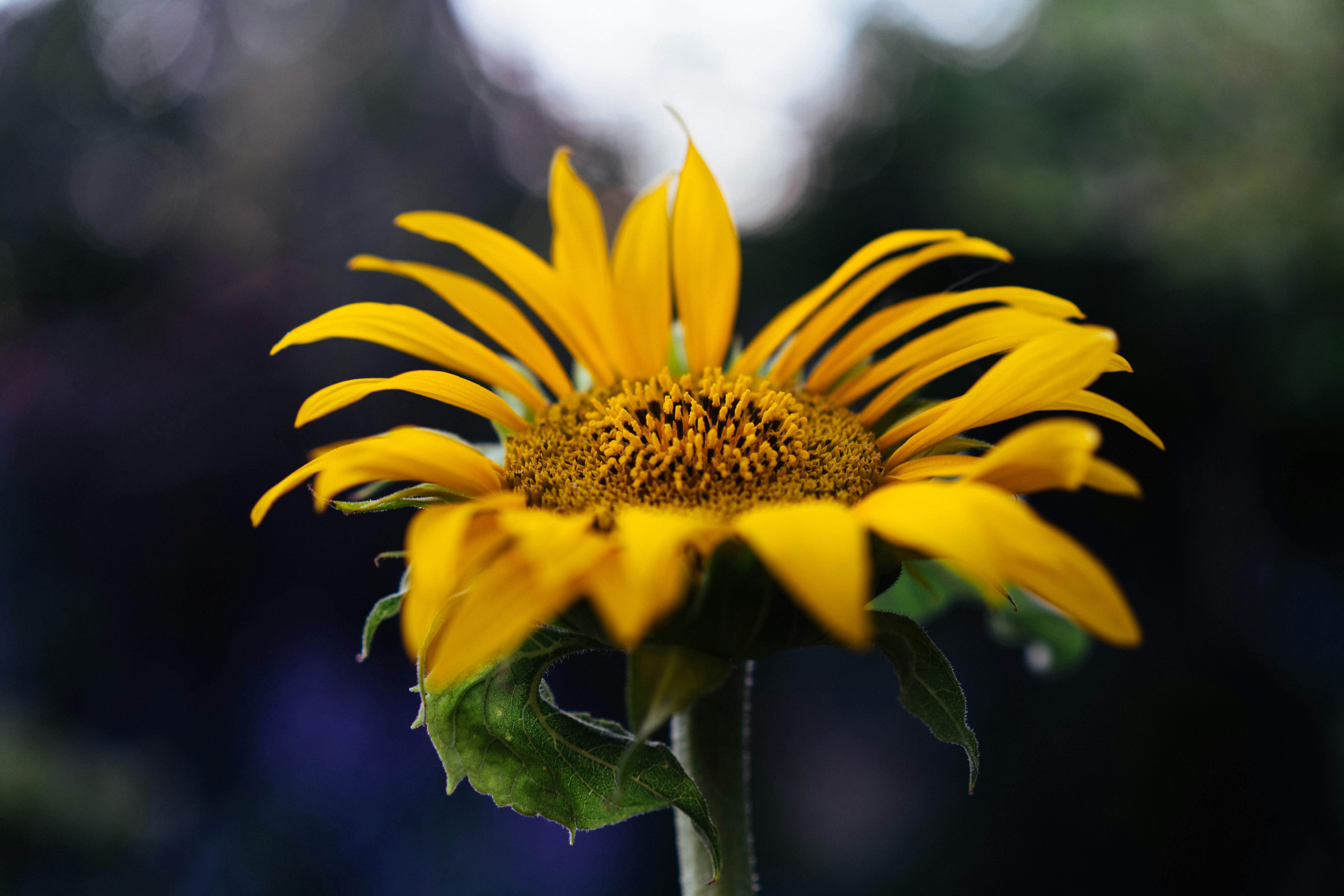 A vibrant yellow sunflower with a blurred background.