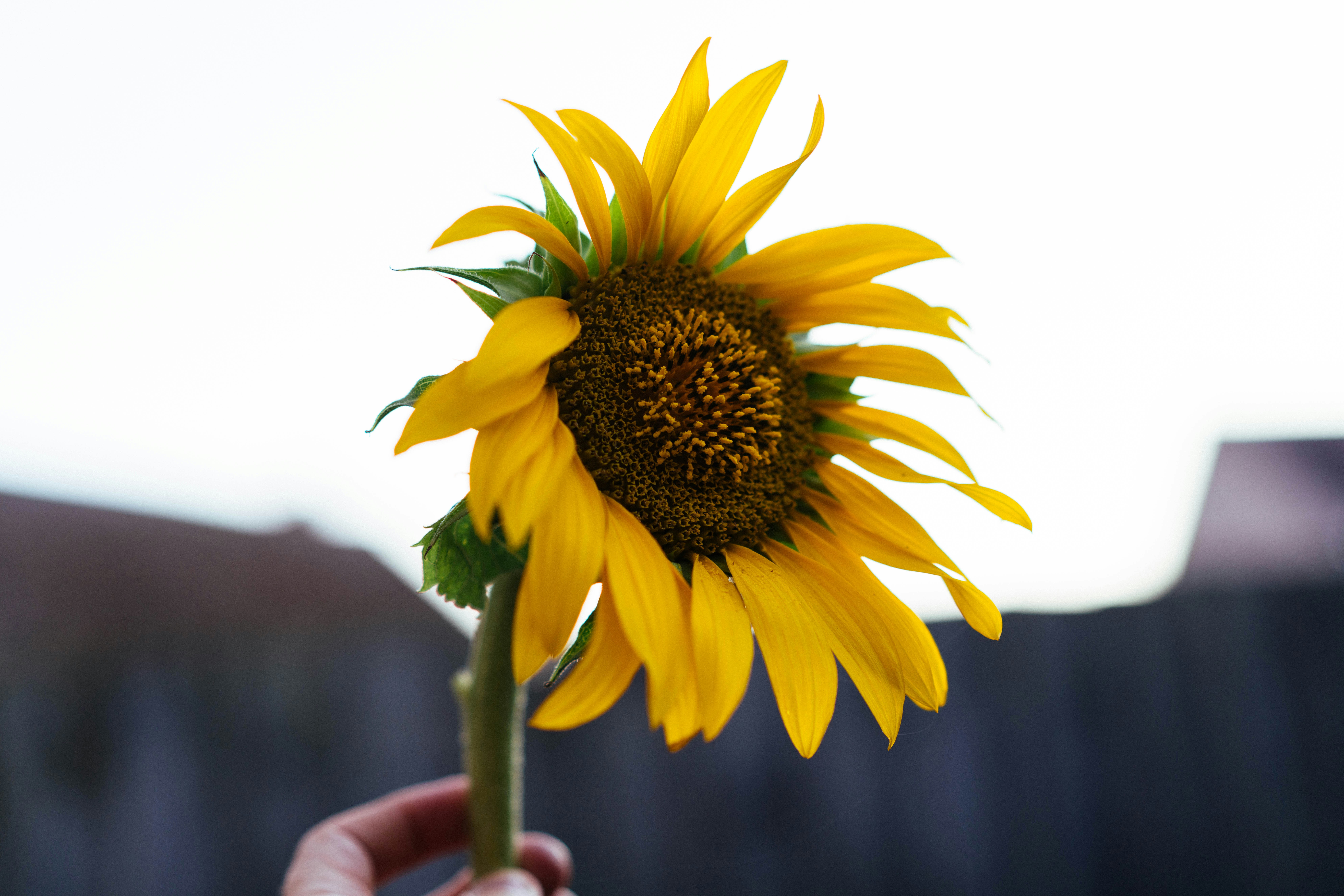 A hand holds a vibrant sunflower against a blurred background.