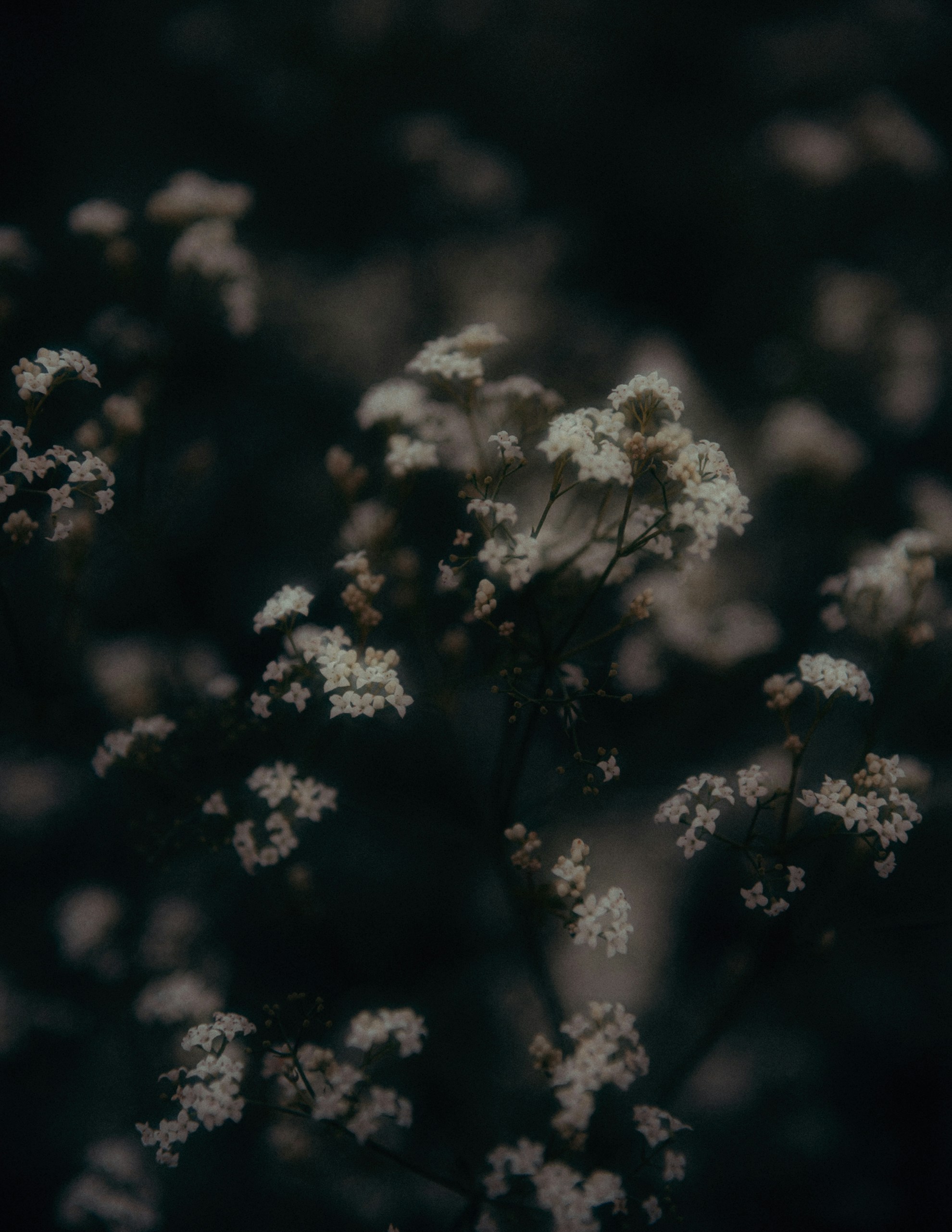 Delicate white flowers against a dark, blurred background.