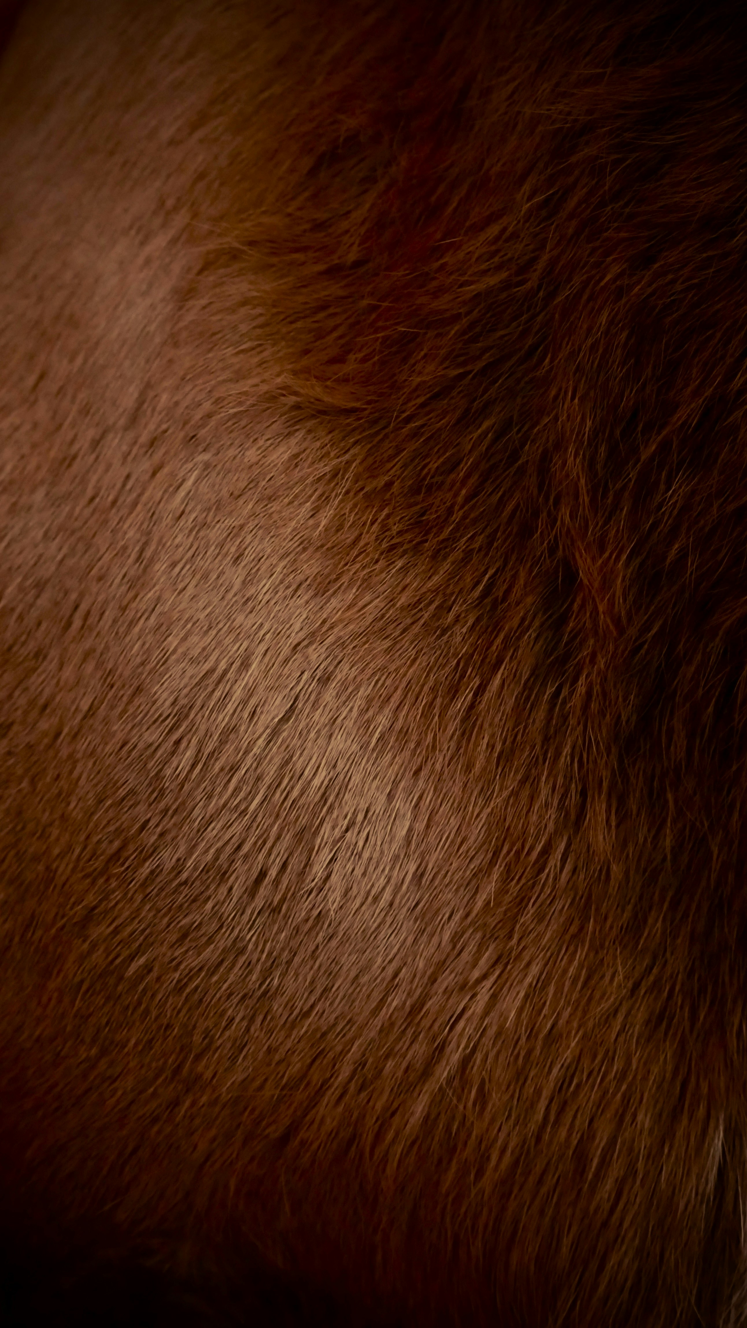Warm brown fur texture, soft and natural.