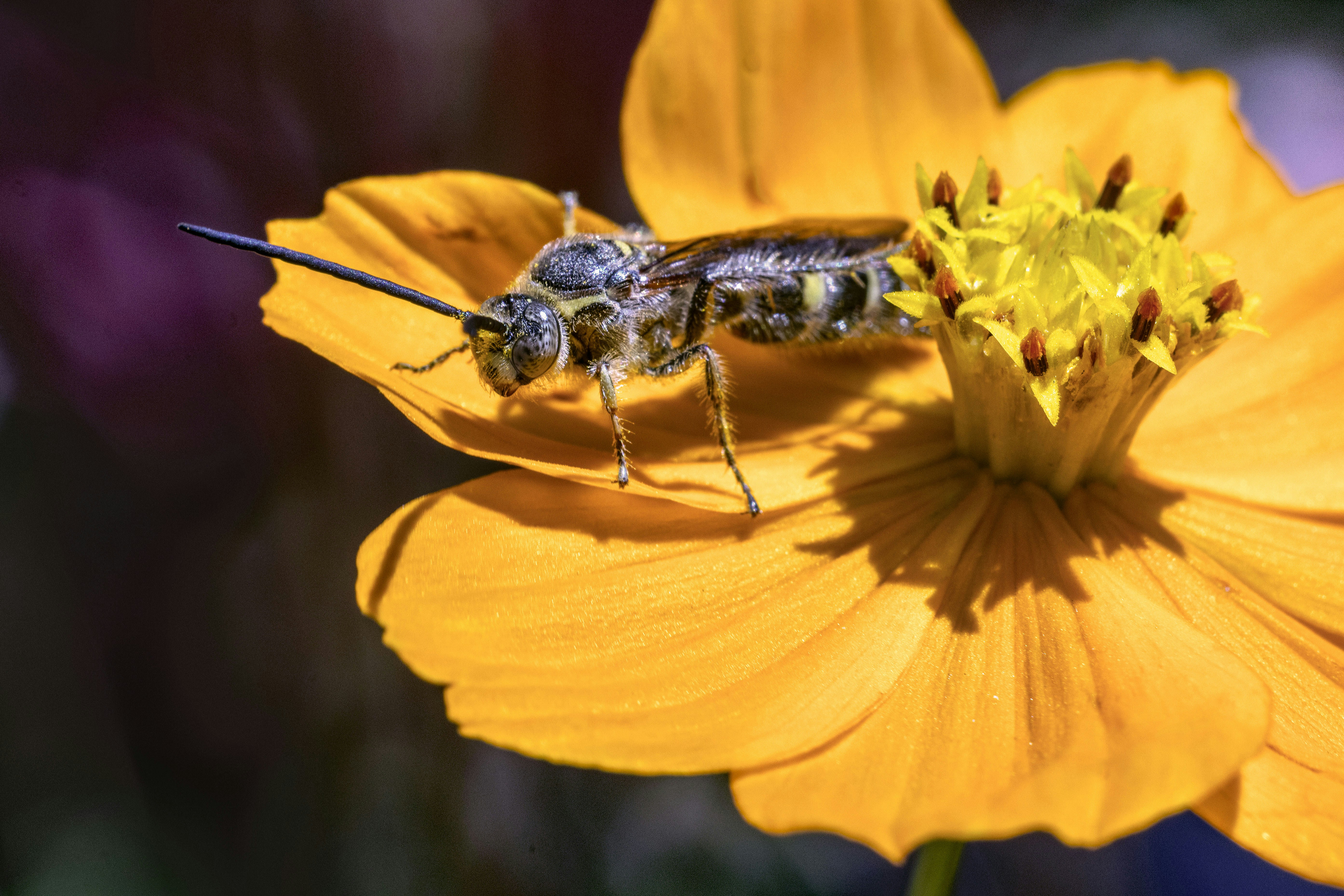 A bee-like insect rests on a vibrant yellow flower.