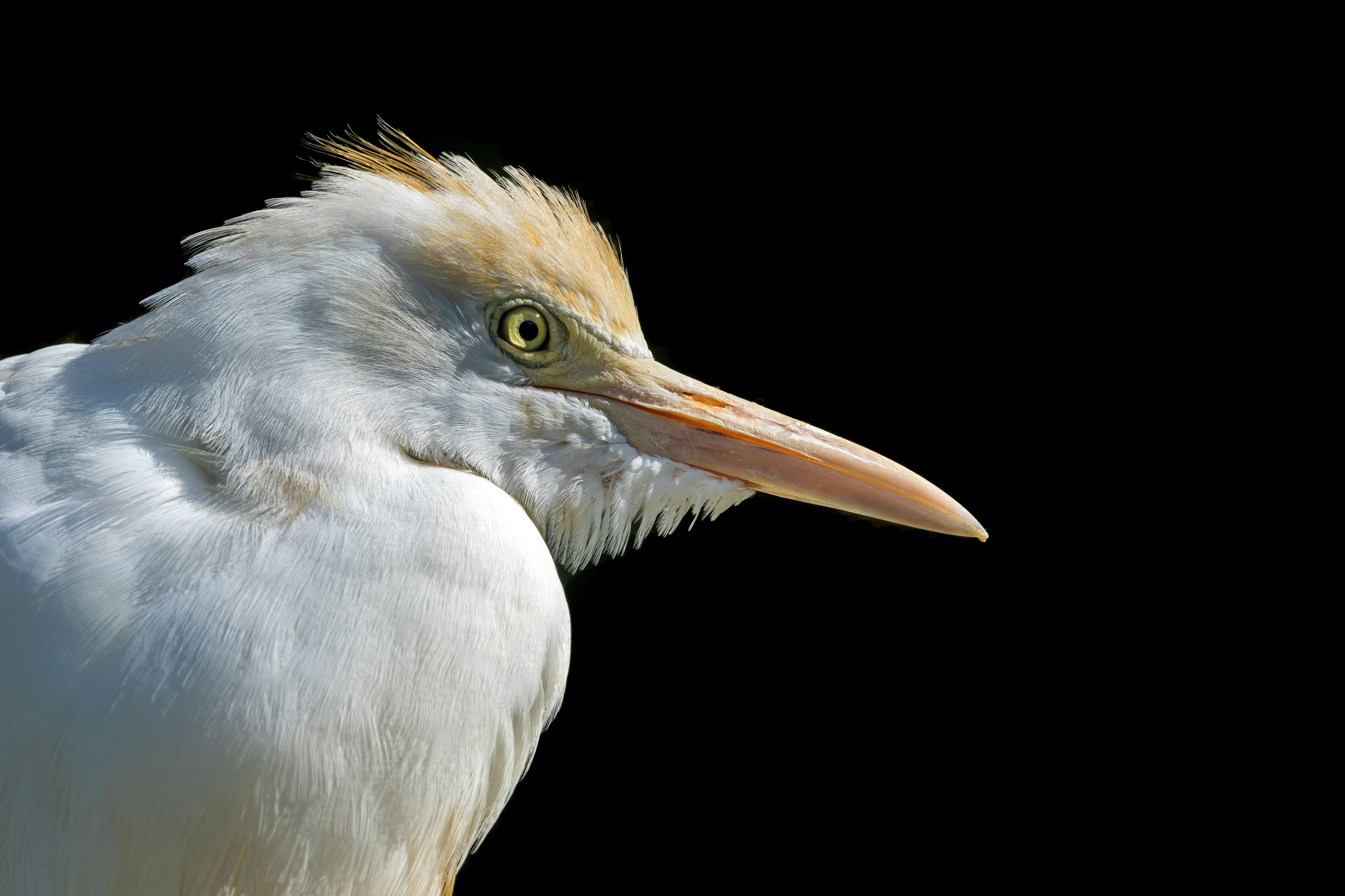 A white bird with a brown head and long beak.