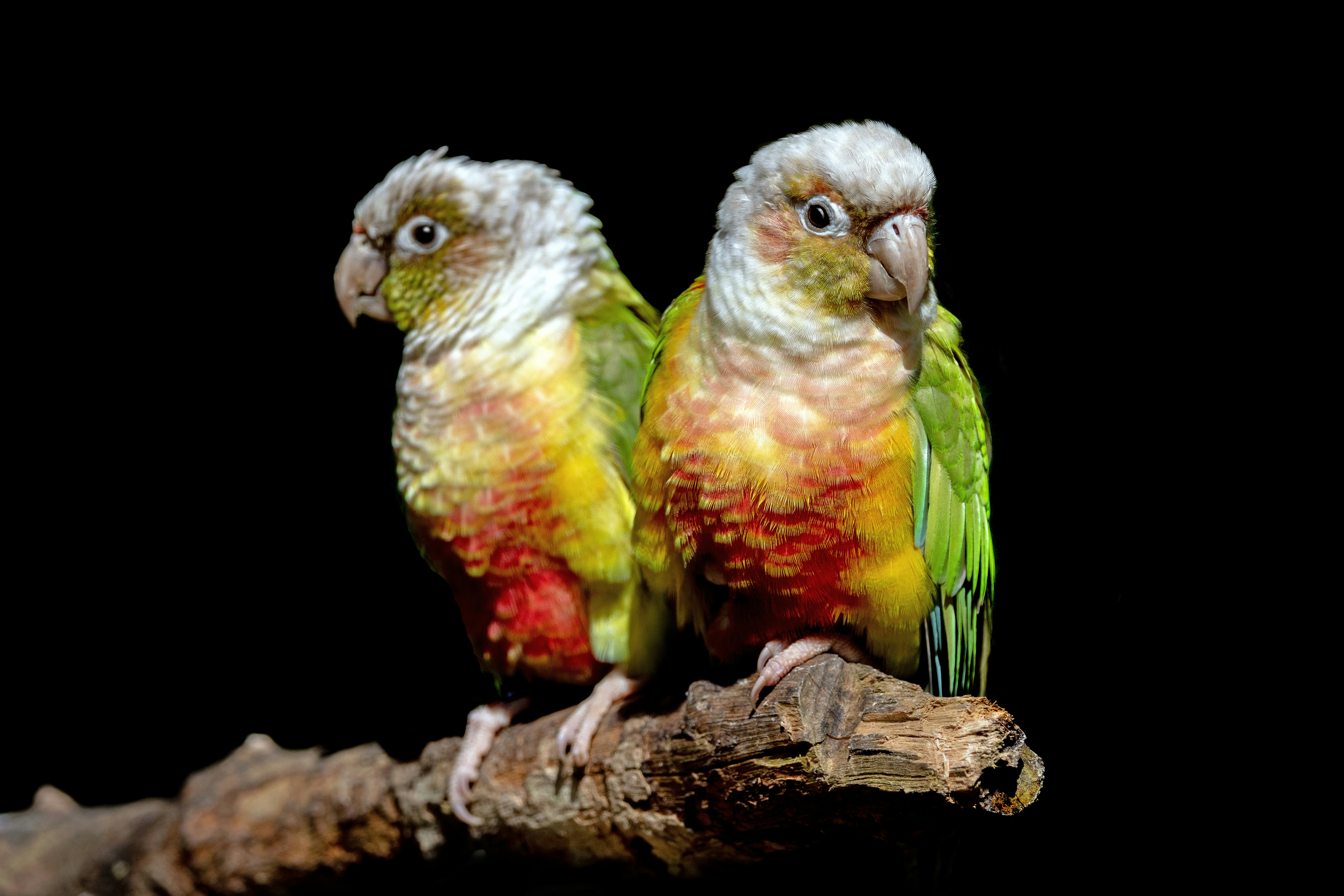Two colorful parrots perched on a branch.