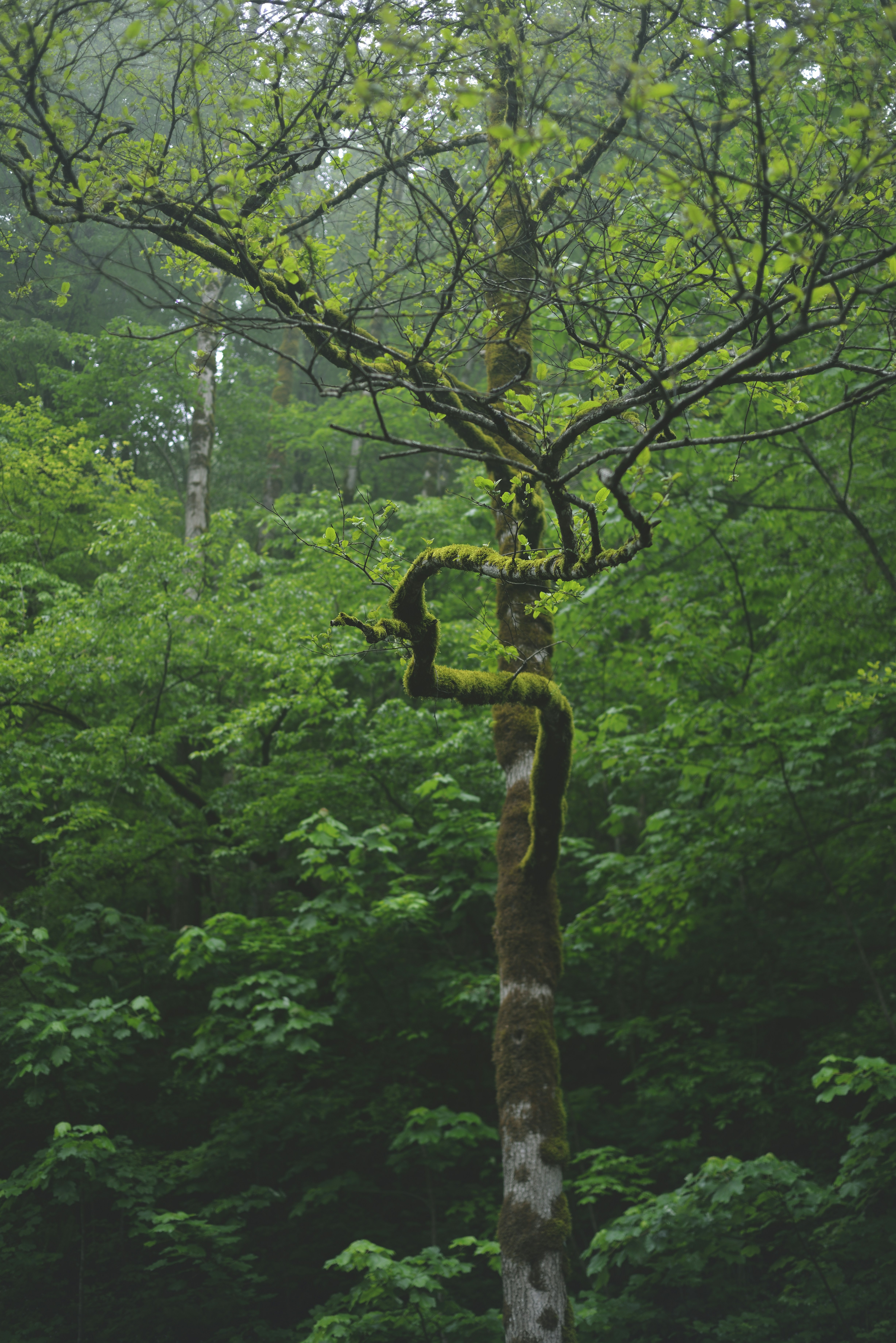Un arbre noueux couvert de mousse se dresse au milieu d’une forêt verdoyante et luxuriante.