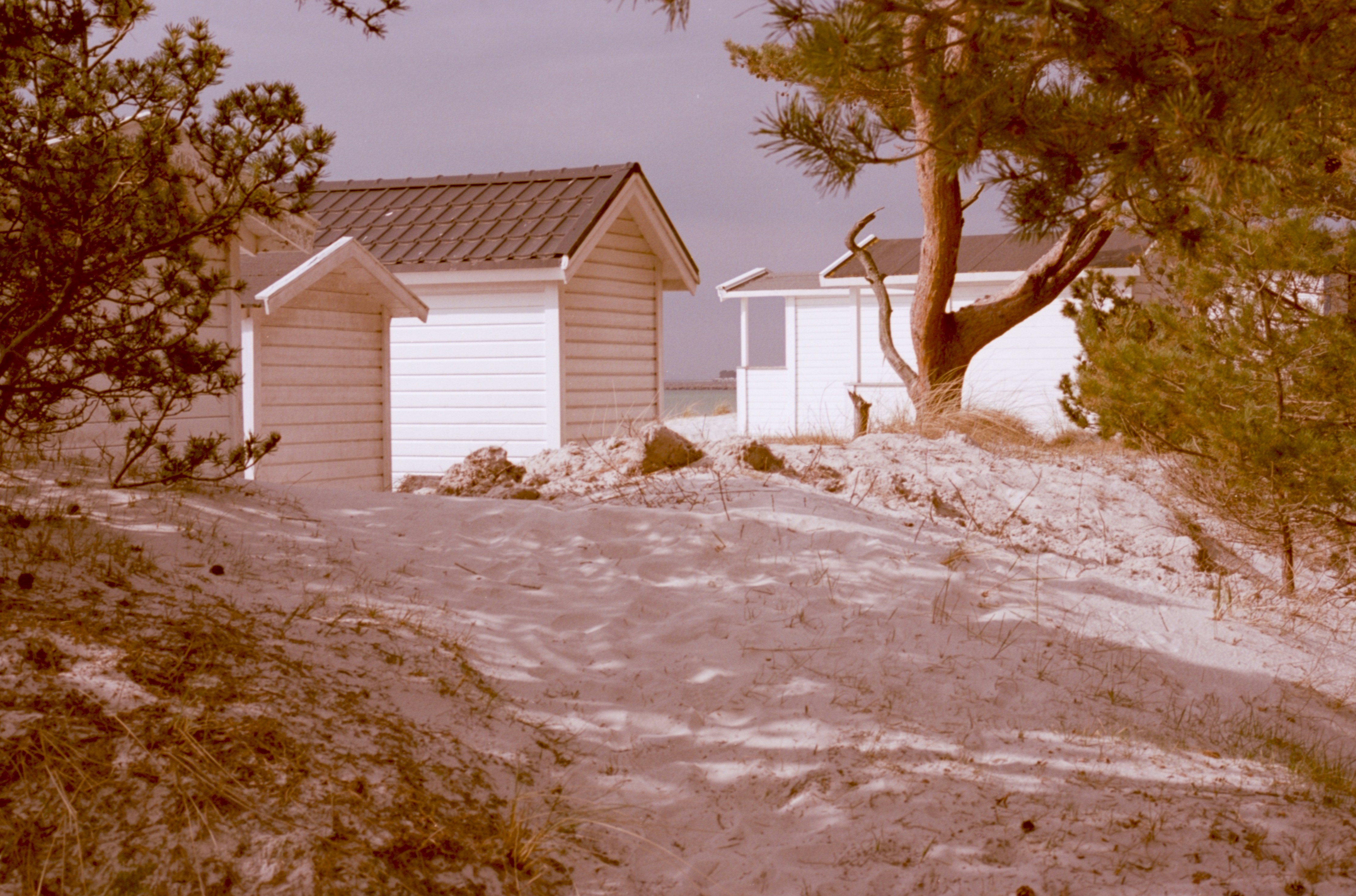 Two white cabins on sandy dunes with pine trees.