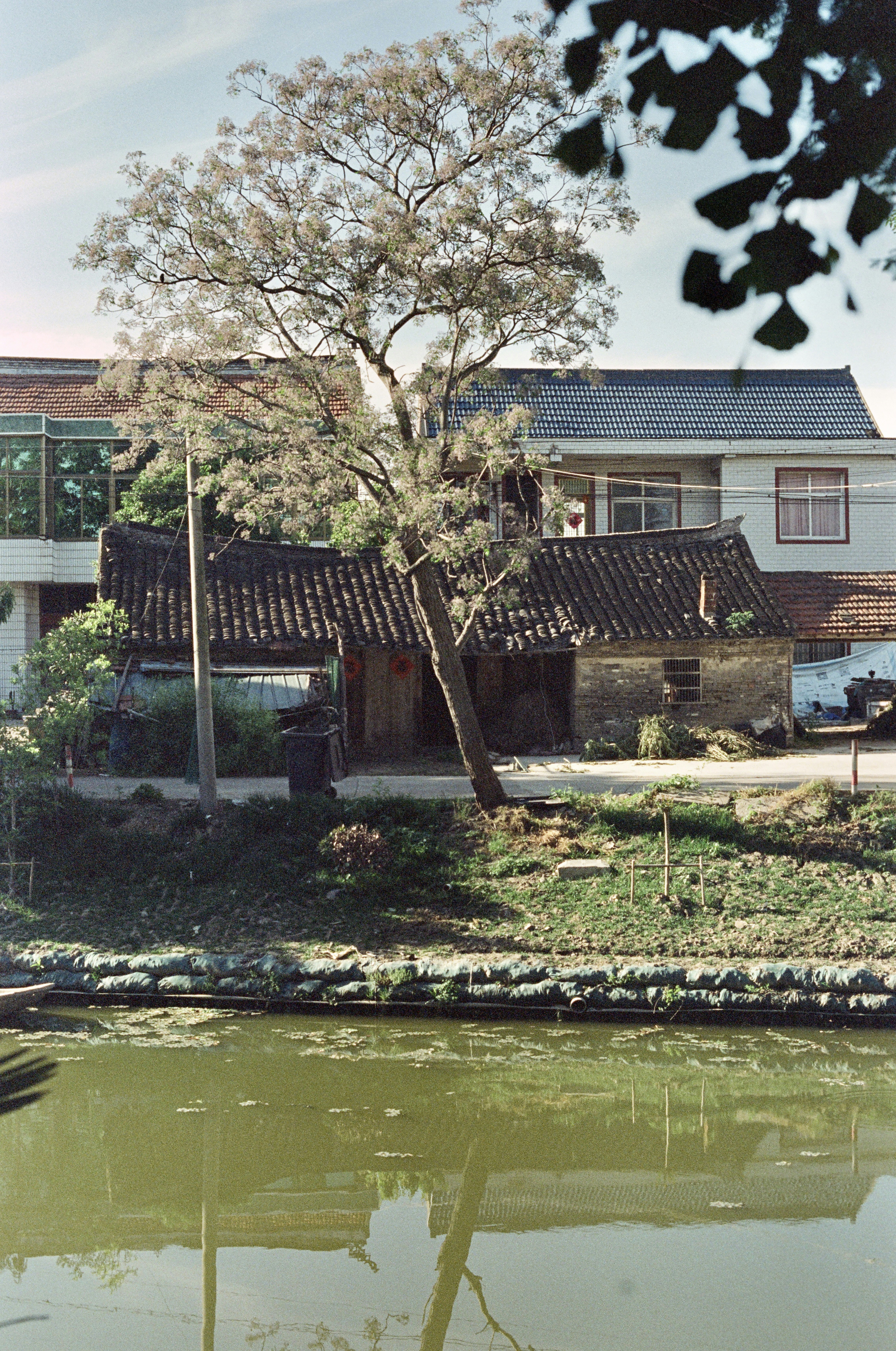 Old building and tree reflected in green water.