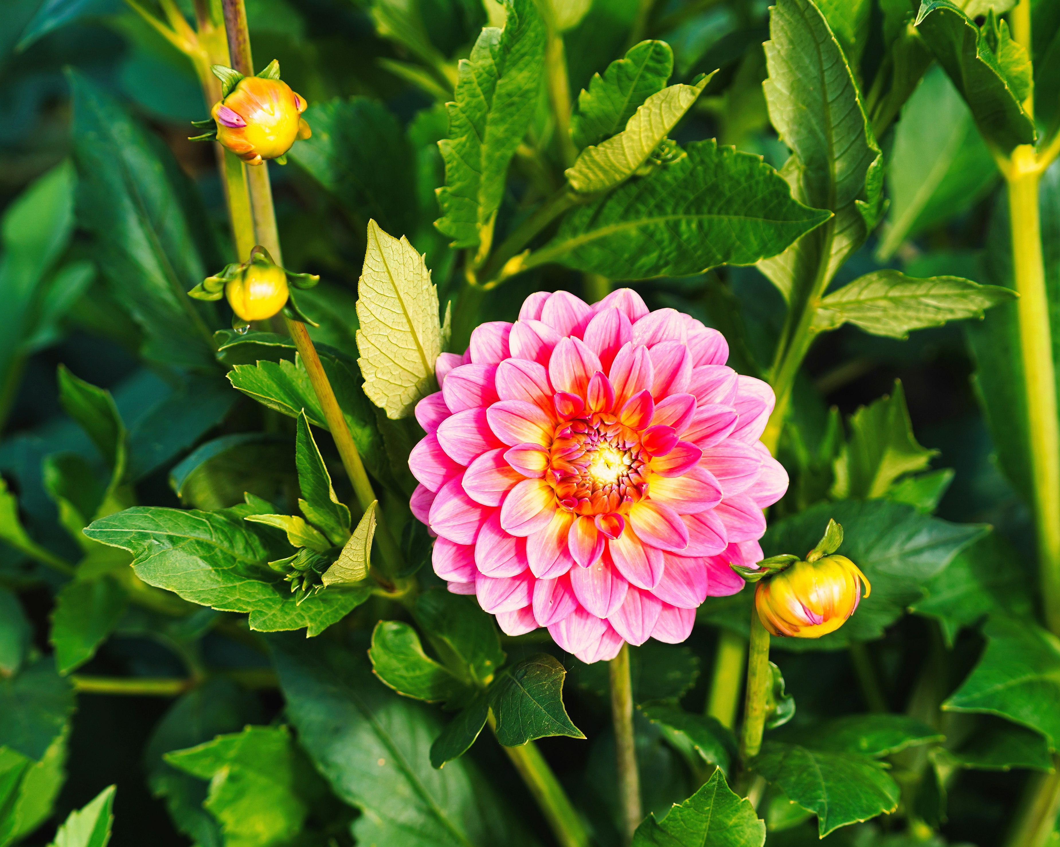 Pink dahlia flower with green leaves and yellow buds.