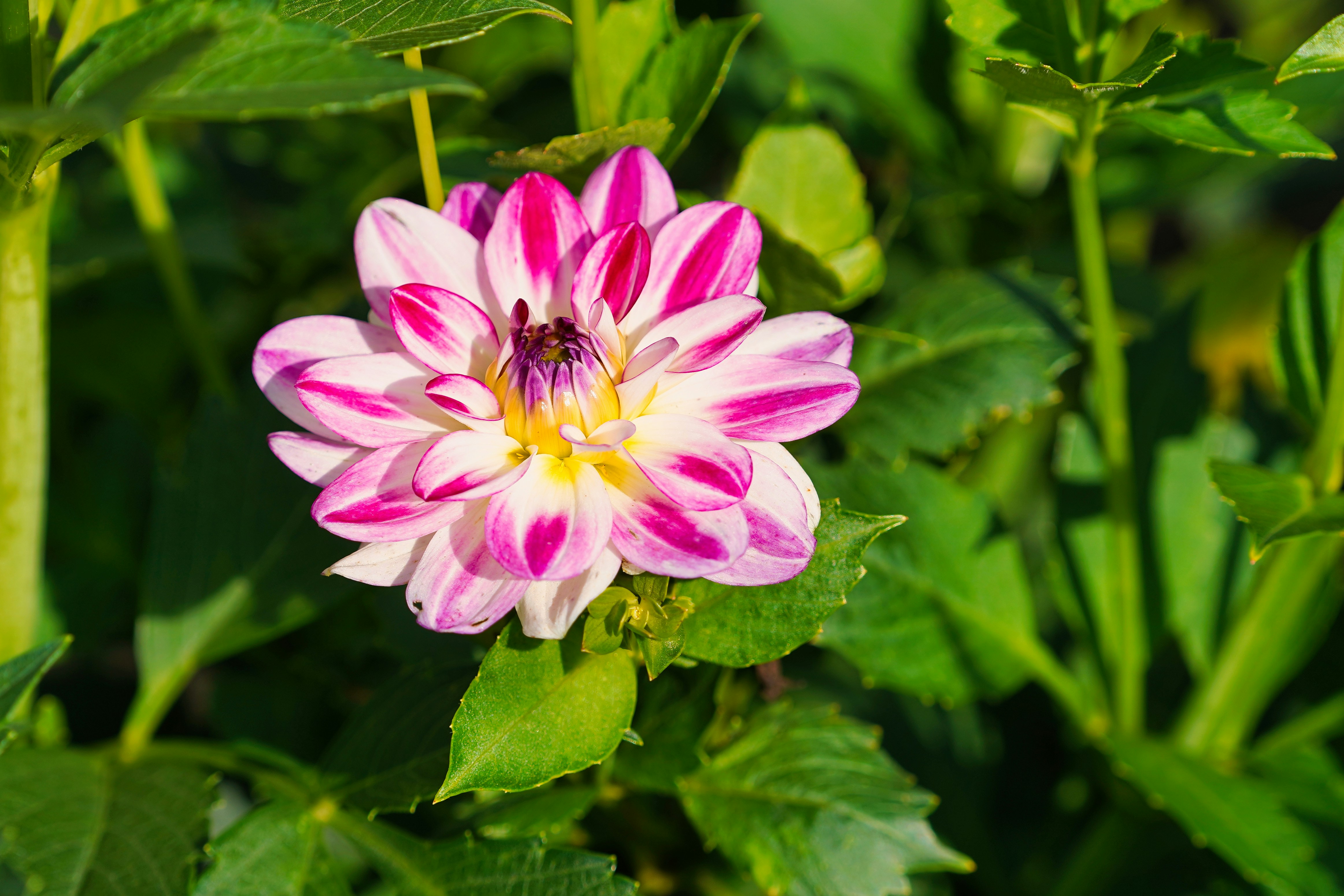 A beautiful pink and white dahlia flower among green leaves.