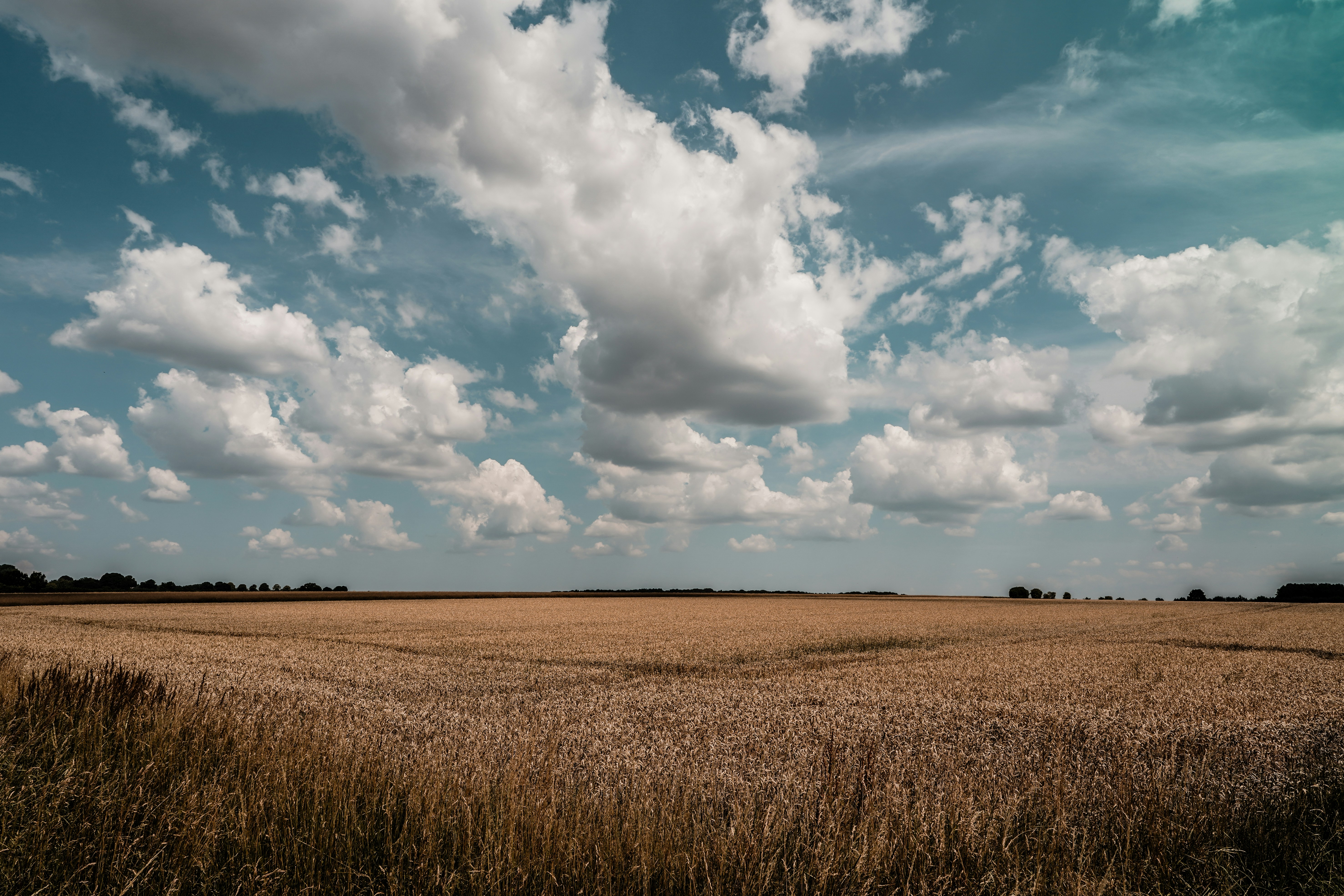 A vast golden crop field under a cloudy blue sky.