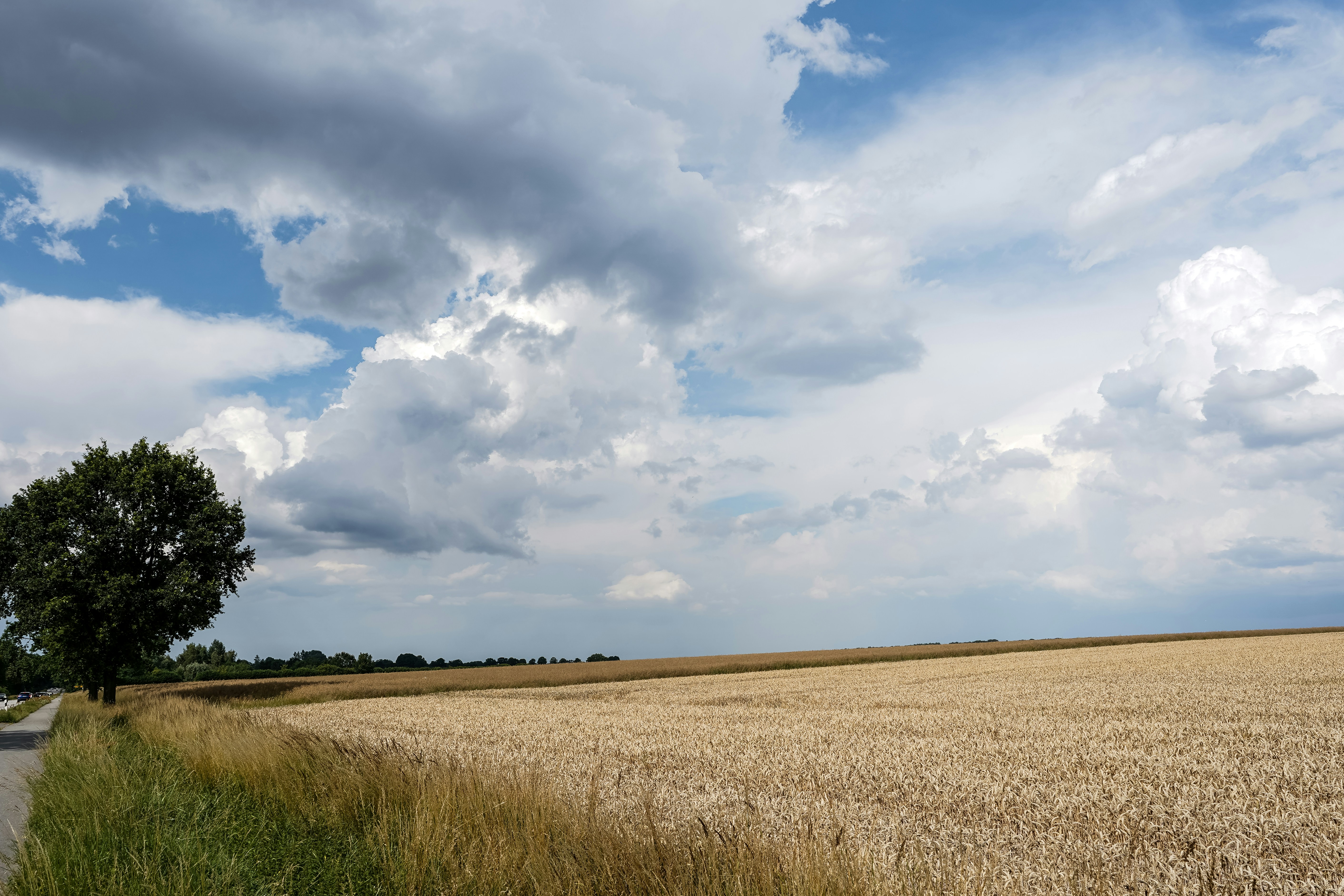 Expansive golden crop field beneath a dramatic, cloudy sky.
