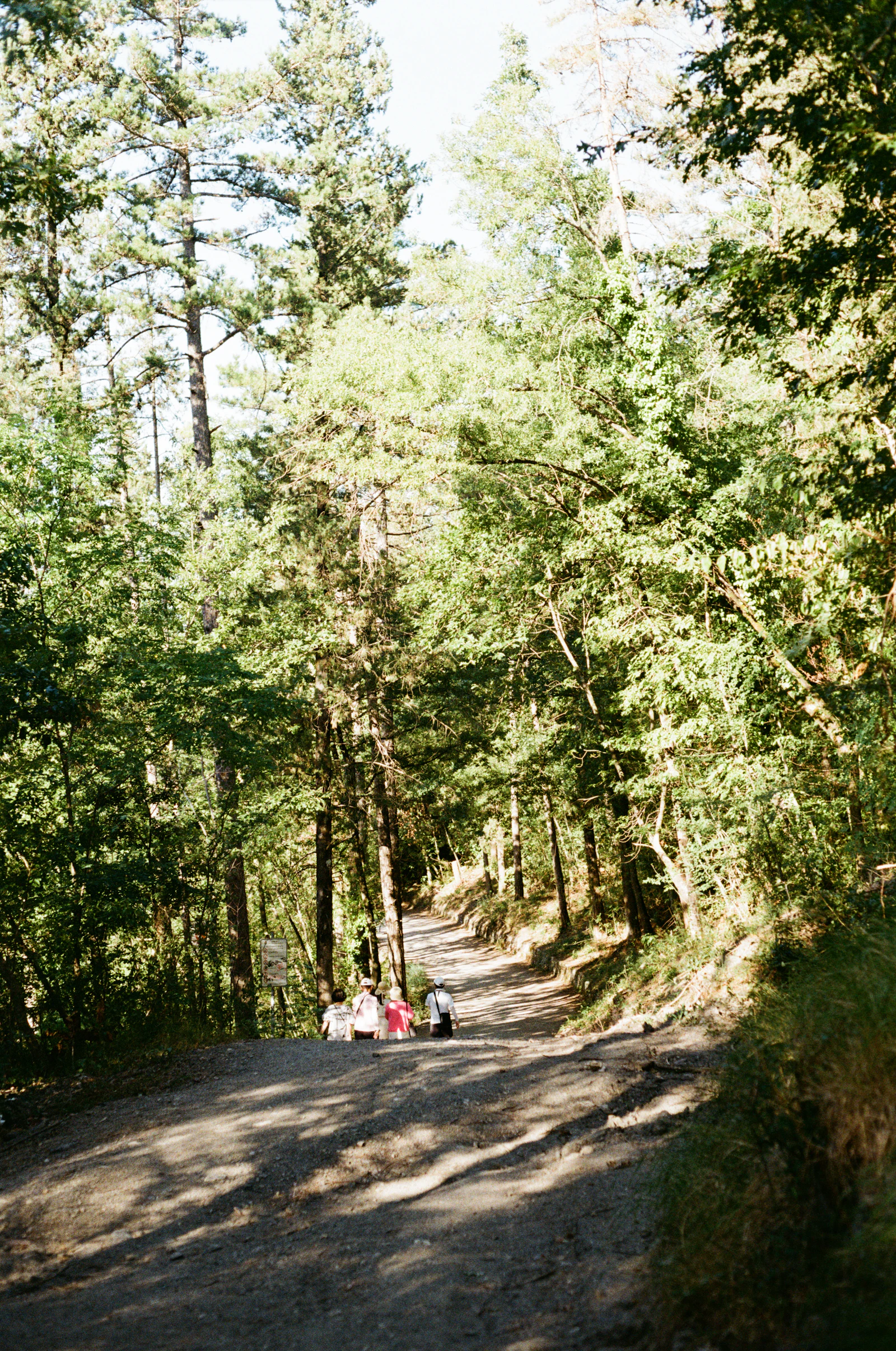 Senderistas caminando por un sendero forestal con luz de sol filtrándose entre los árboles