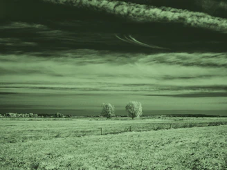 A green-tinted landscape with two trees and a cloudy sky