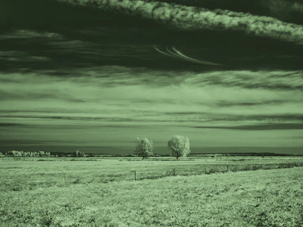 A green-tinted landscape with two trees and a cloudy sky