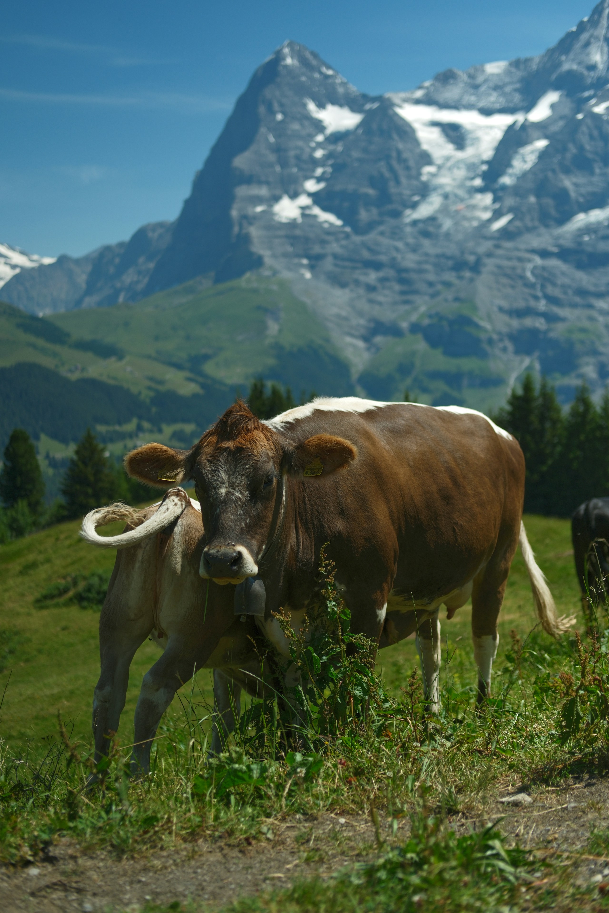 Two cows graze in a green field with snow-capped mountains