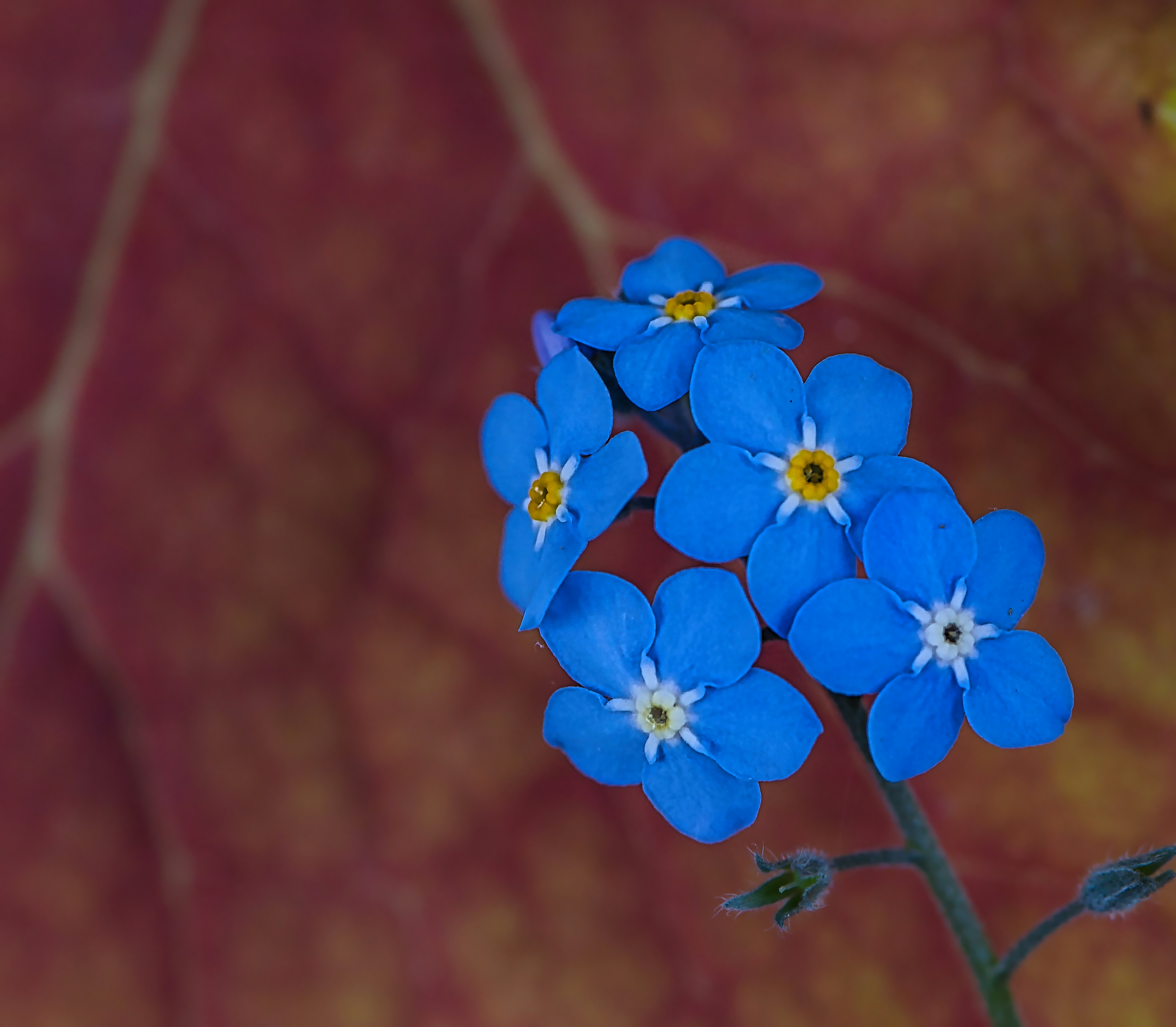 Small blue forget-me-not flowers against a reddish leaf background.