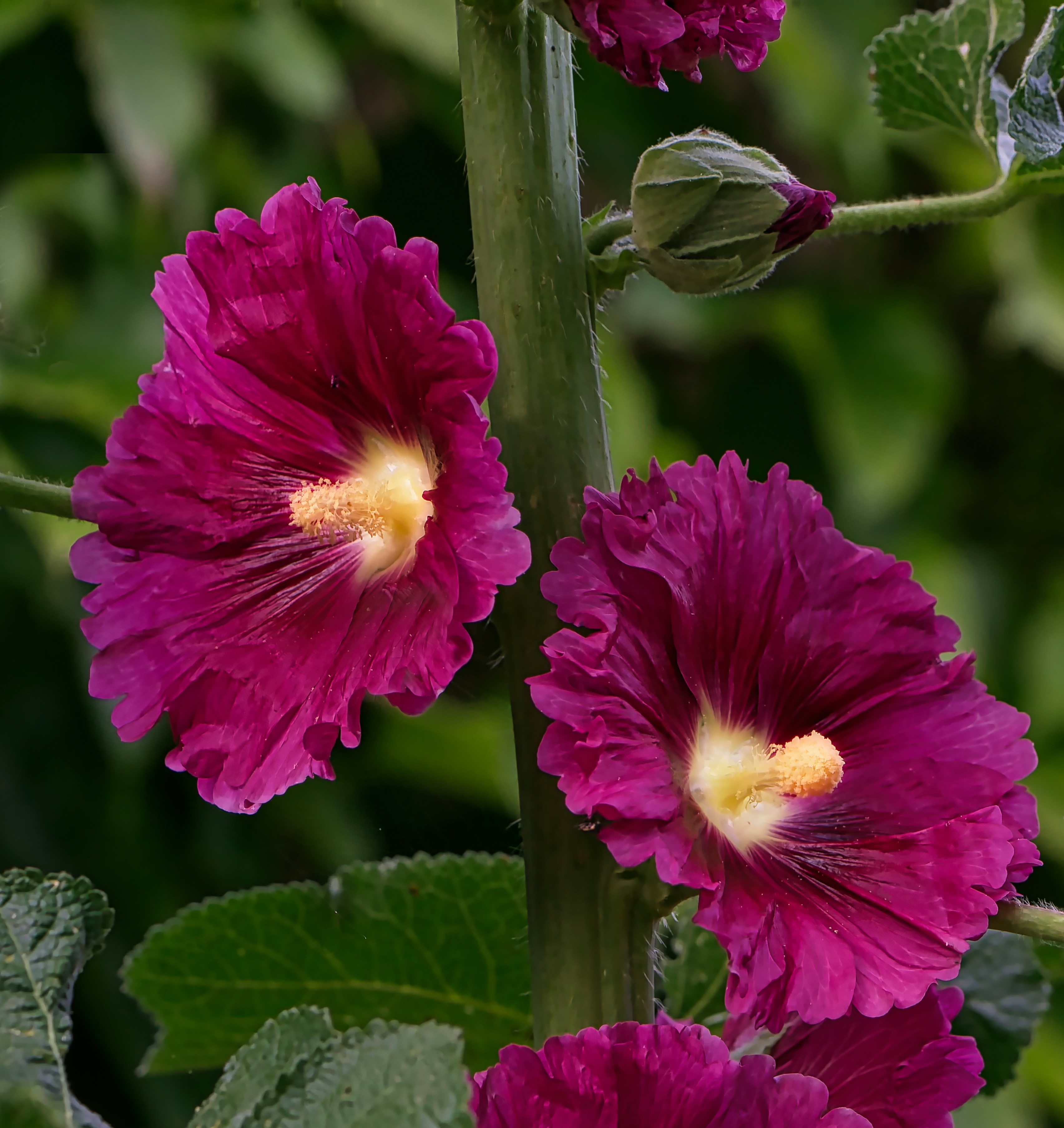 Two vibrant purple hollyhock flowers with yellow centers