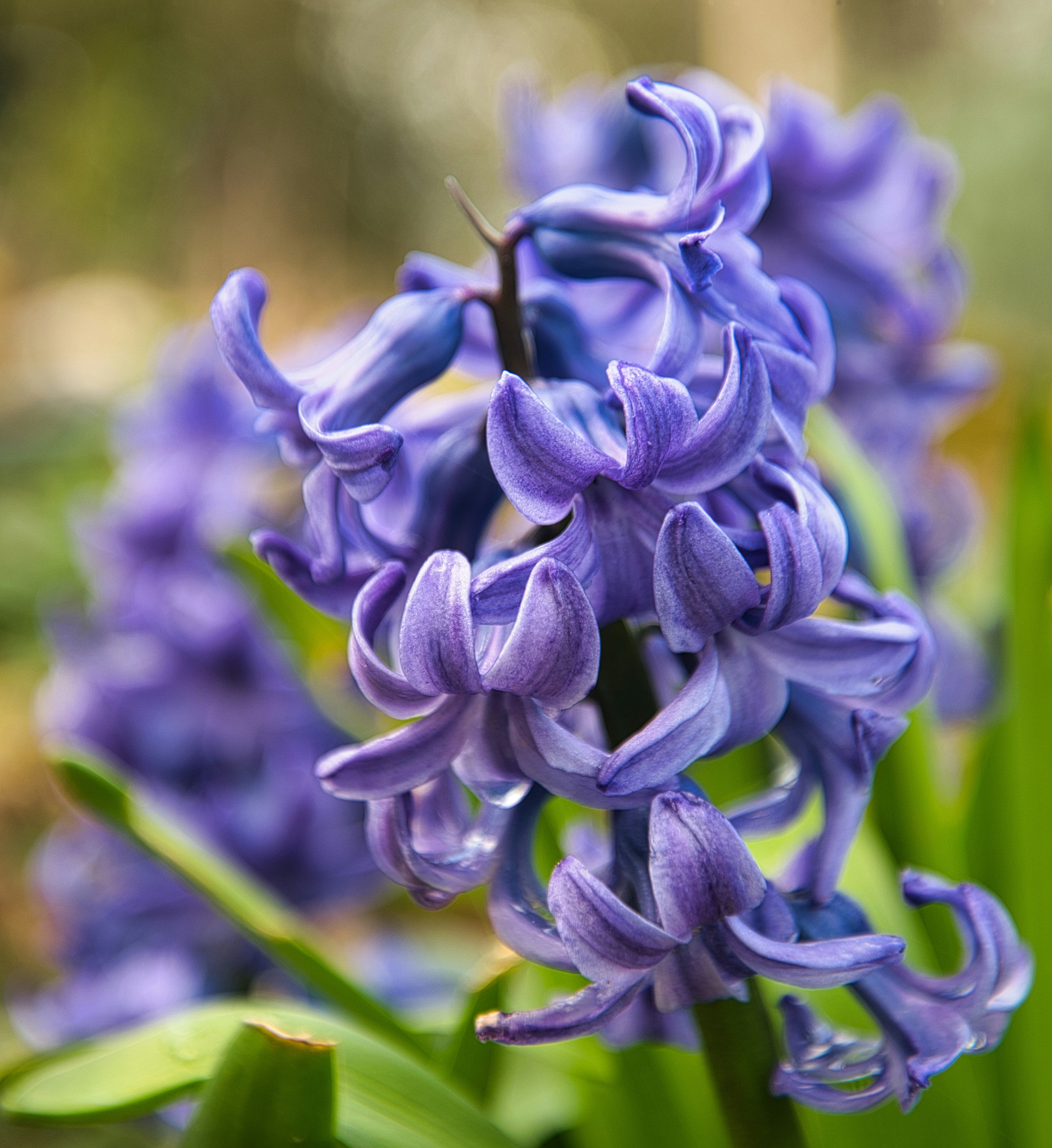Vibrant purple hyacinth flowers blooming in a garden.