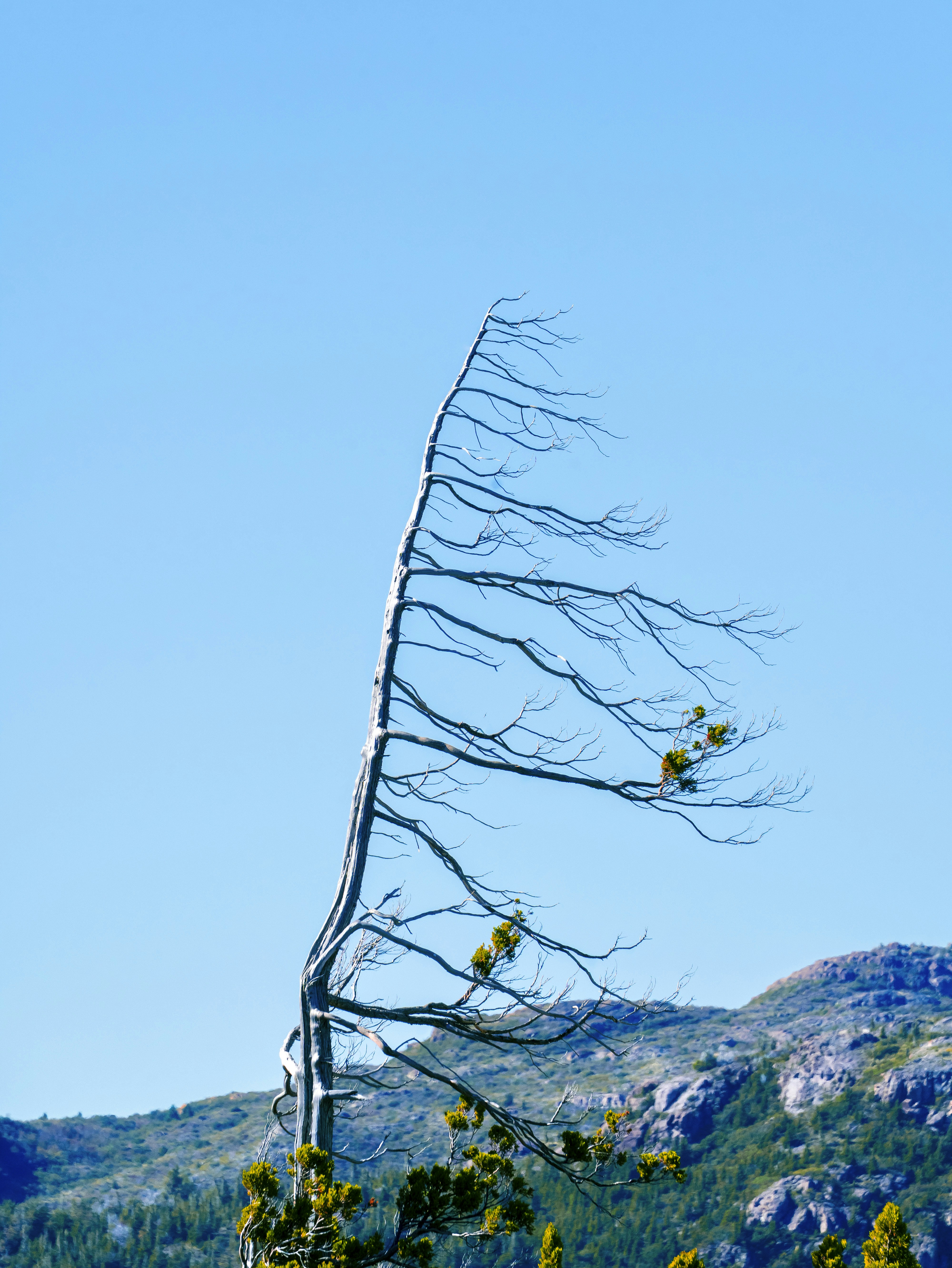 A tall, wind-swept tree stands against a clear blue sky.
