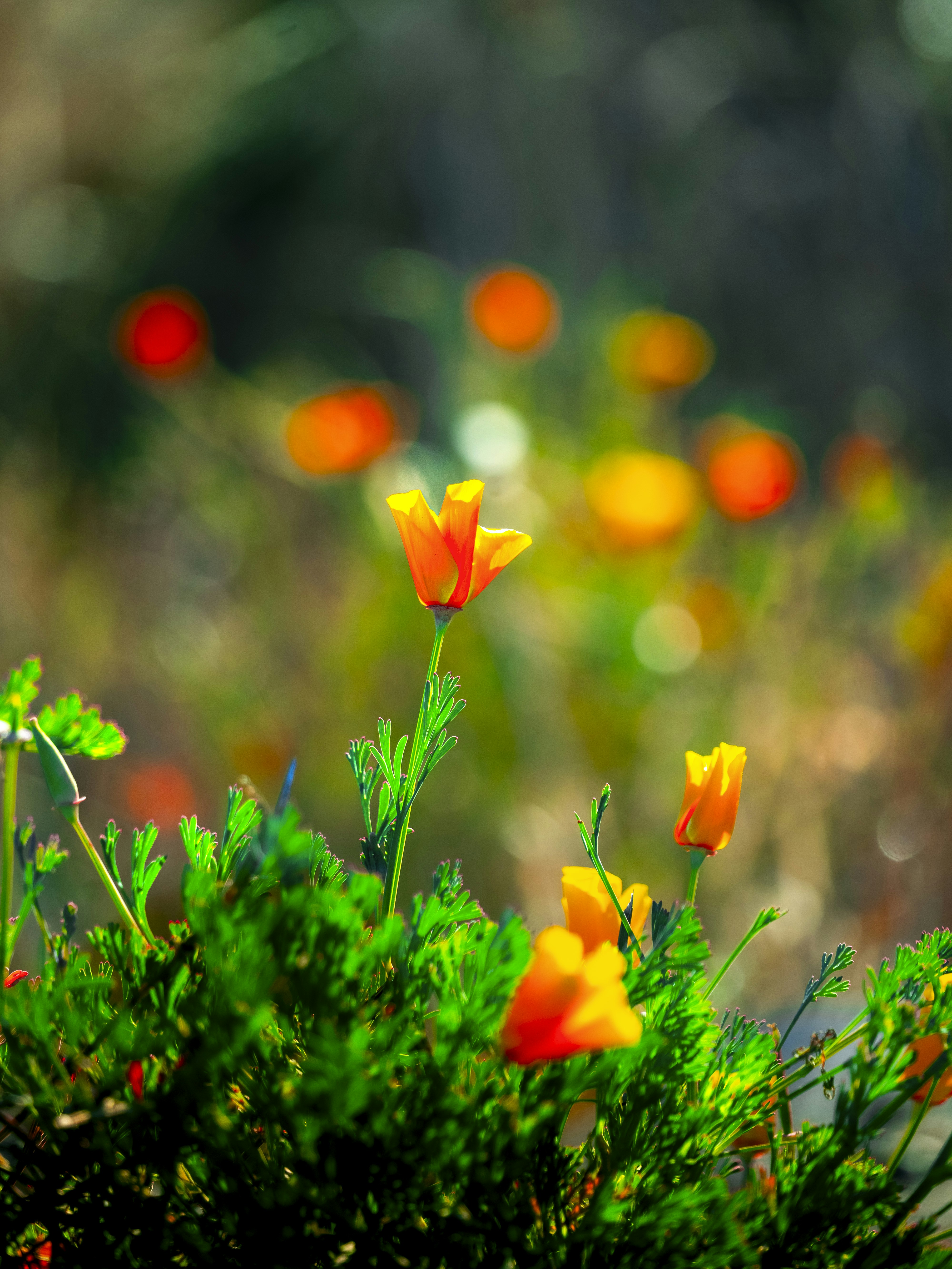 Vibrant orange and yellow flowers bloom in a sunny field.