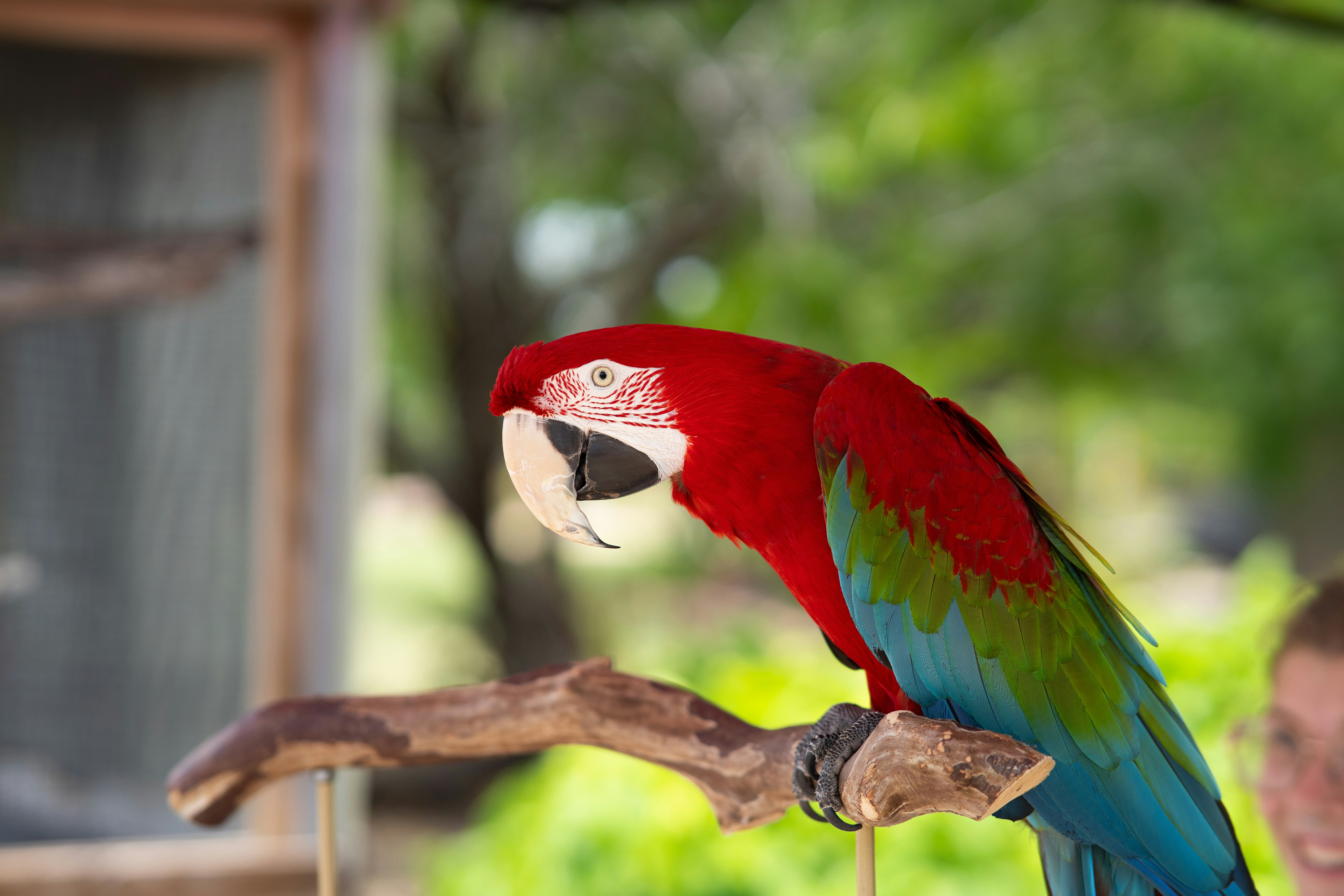 A colorful macaw parrot perched on a wooden branch.