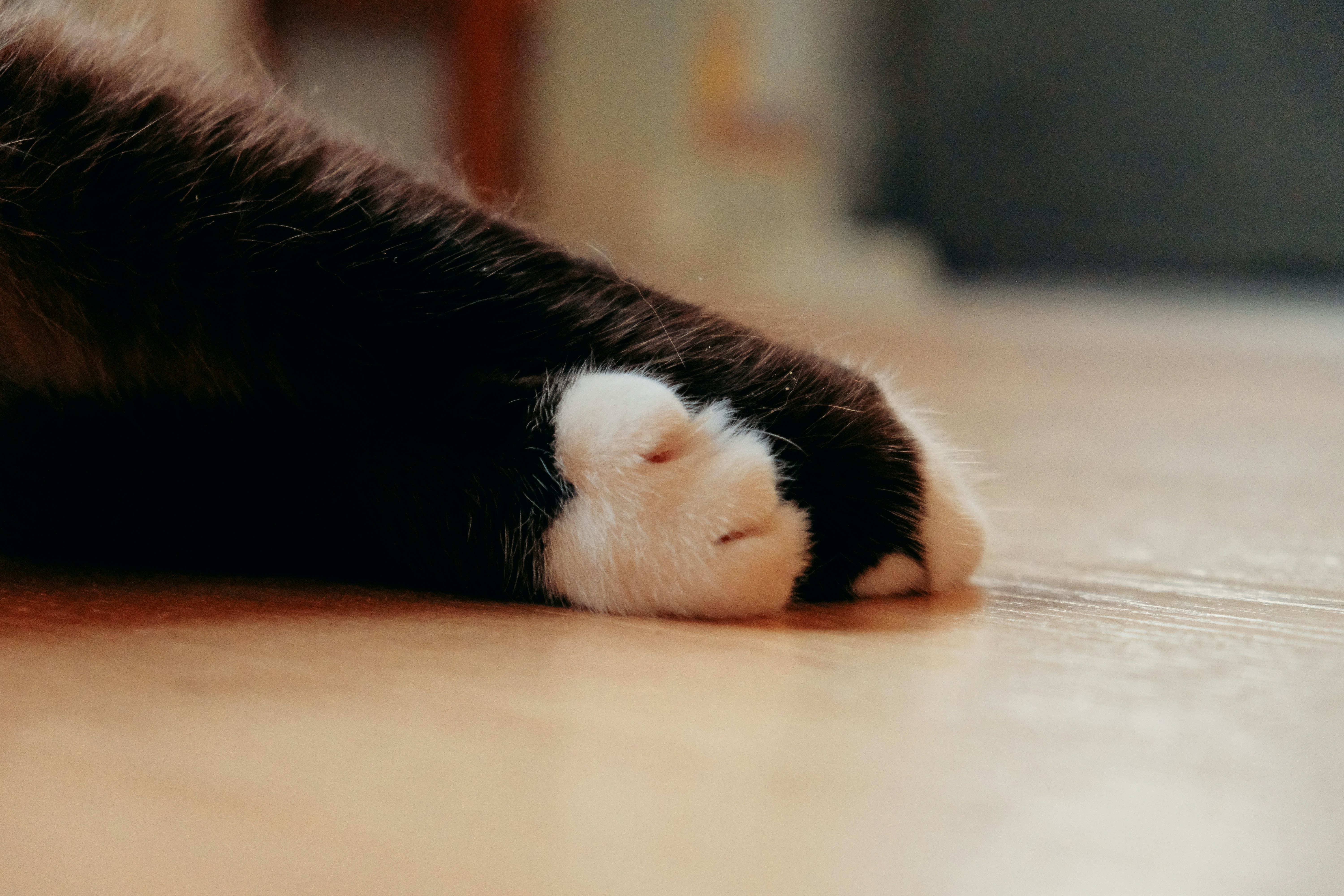 Black and white cat paw on a light brown floor.