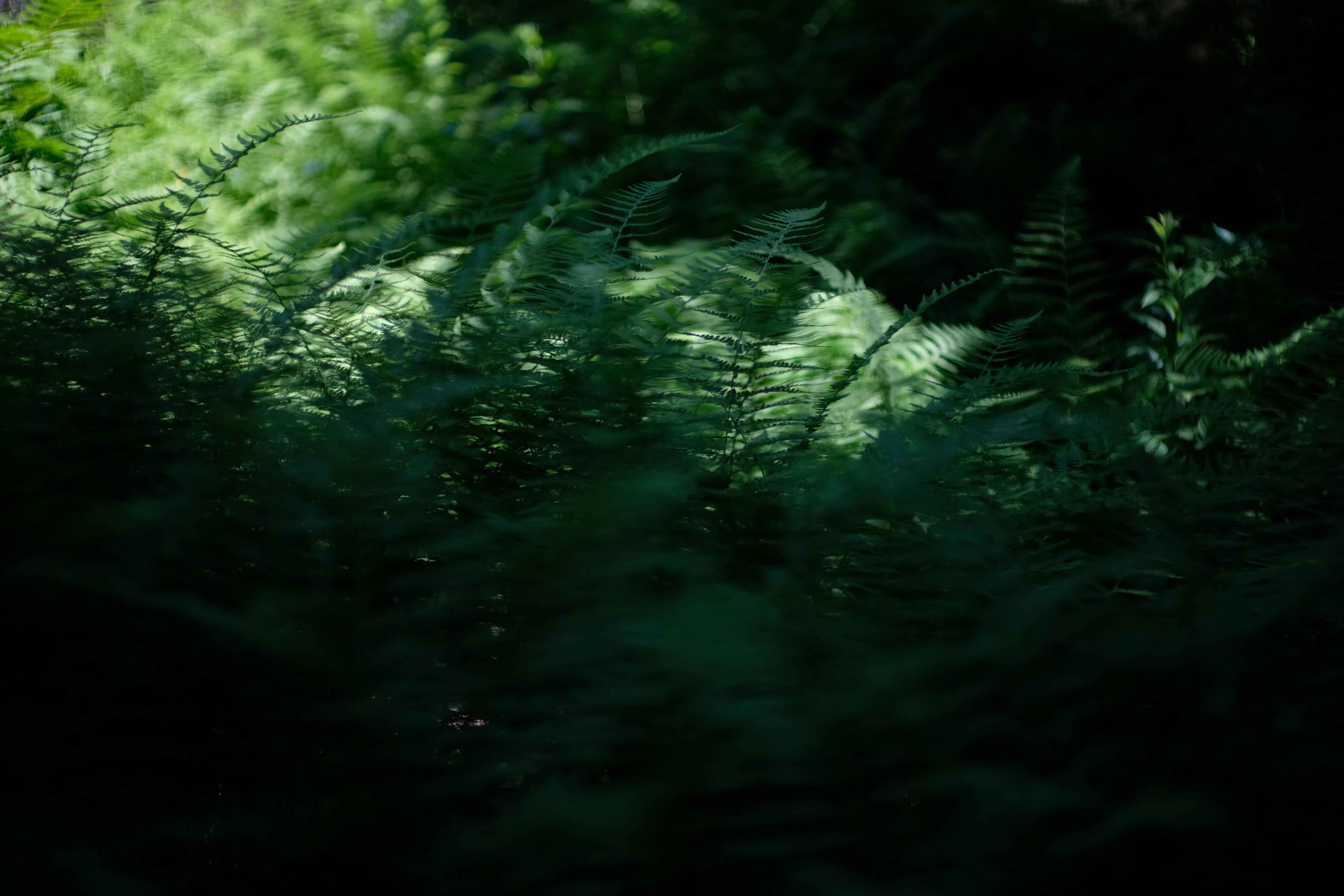 Lush green ferns with sunlight filtering through dark shadows.