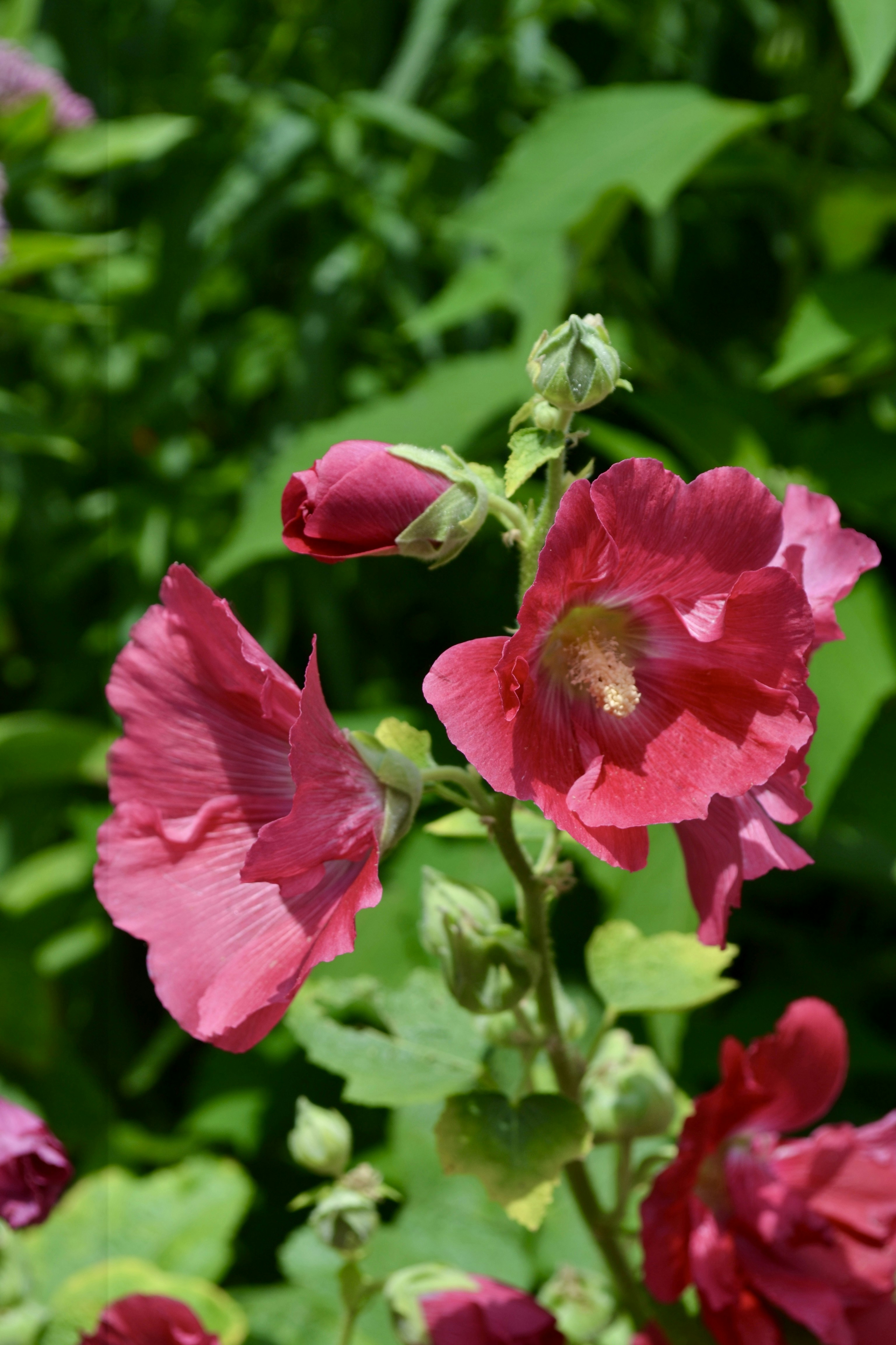 Vibrant pink hollyhock flowers and buds blooming in a garden